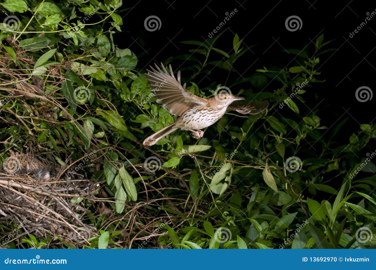 Brown Thrasher Flying Out of the Nest. Stock Photo - Image of rufum