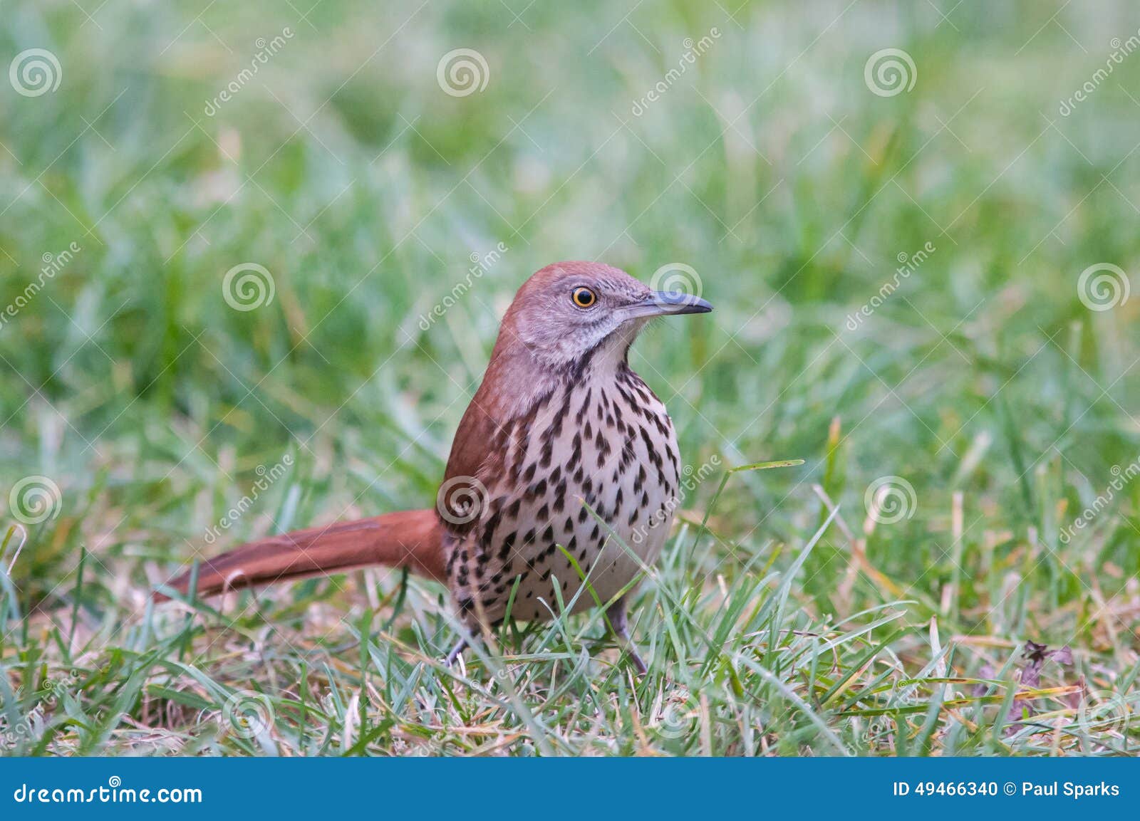Brown Thrasher stock photo. Image of fauna, fall, bird - 49466340