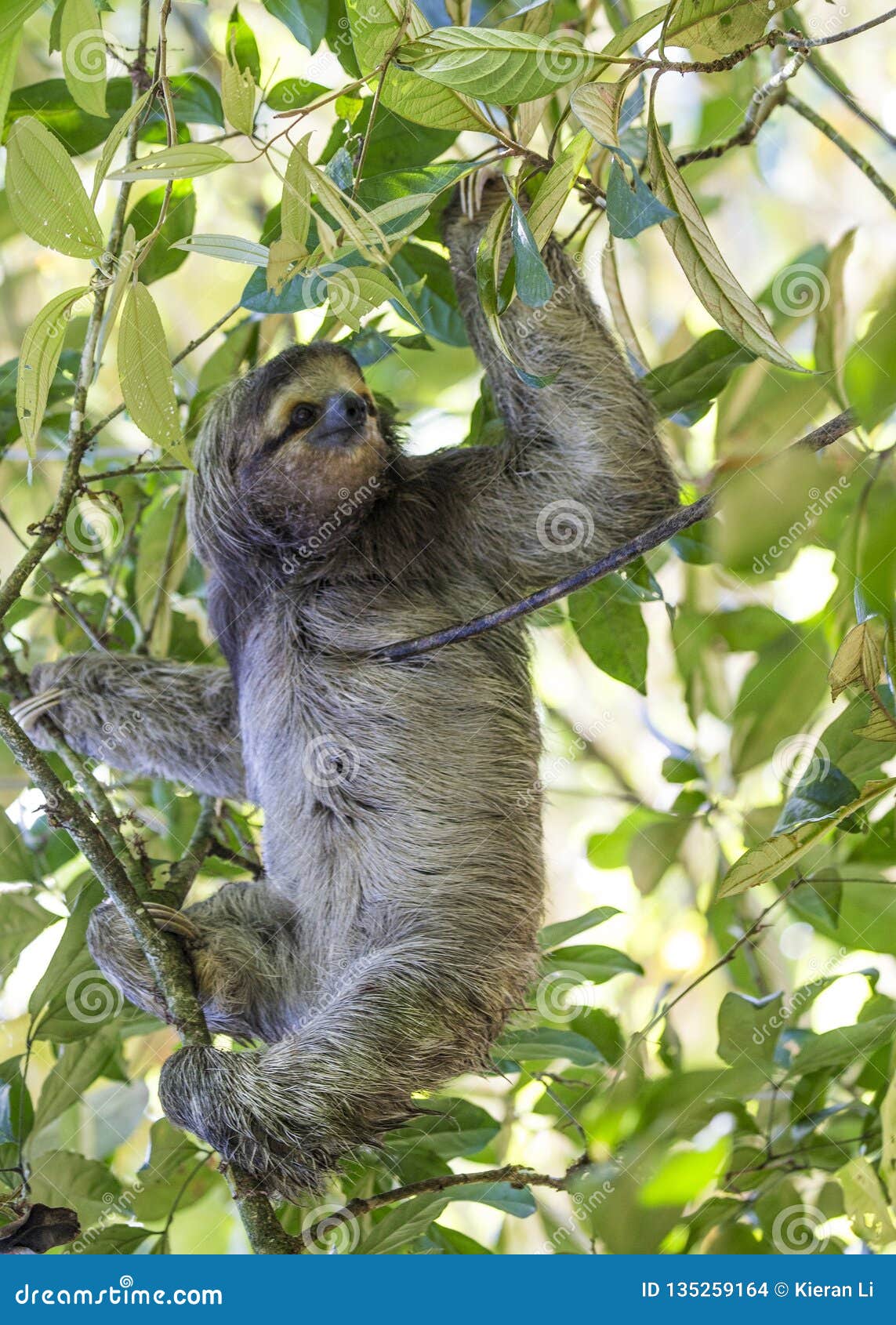 brown-throated sloth bradypus variegatus