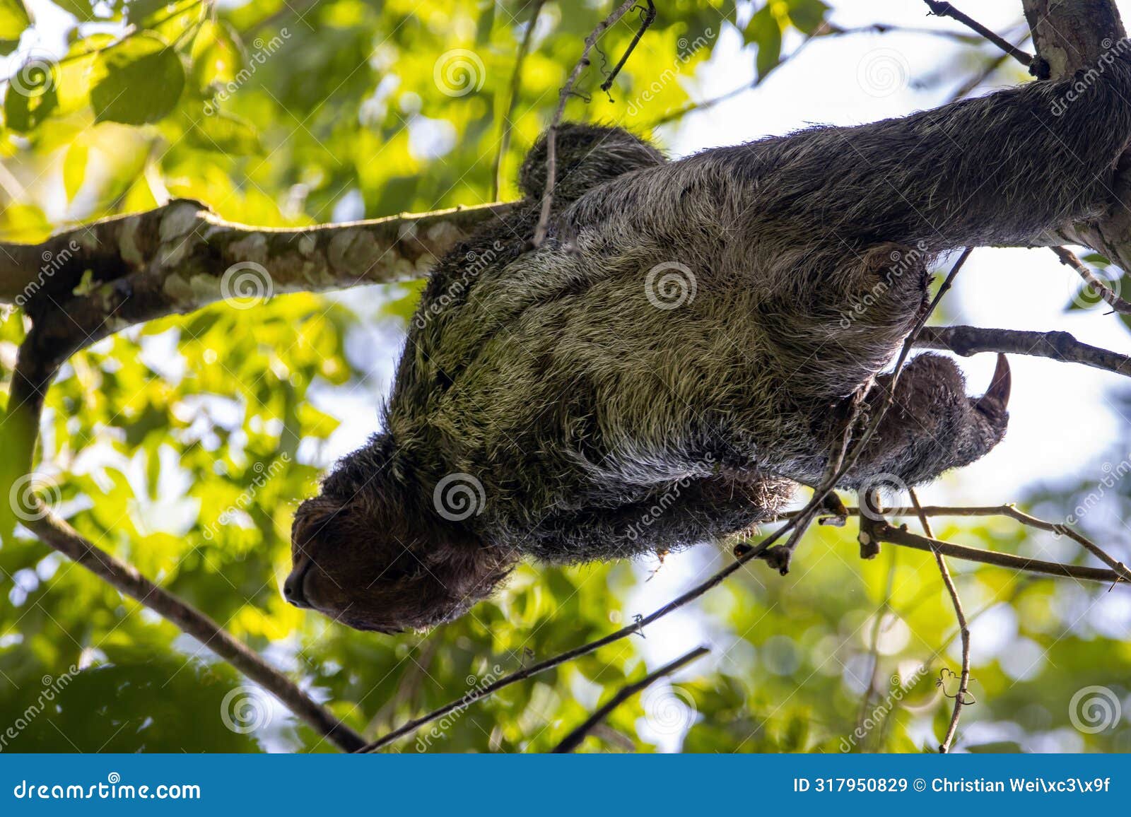 brown throated sloth, bradypus variegatus, in a tree