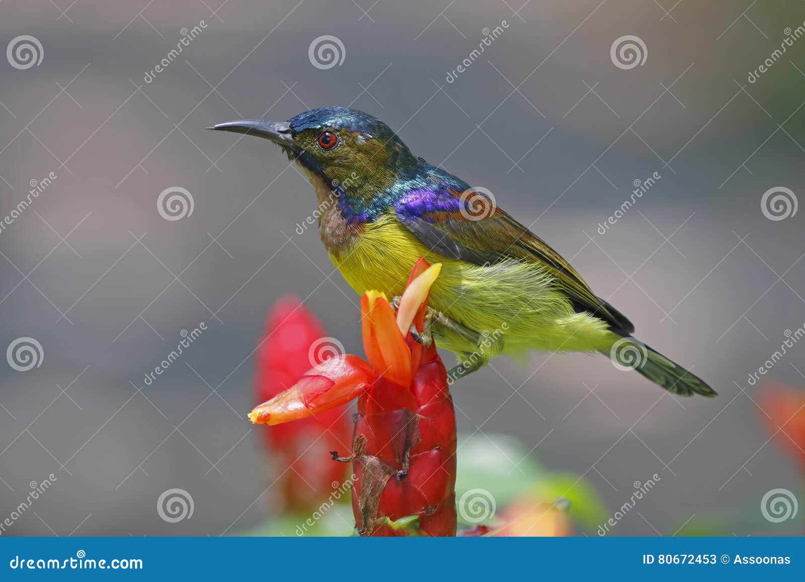 Brown-throated Sunbird Anthreptes Malacensis Male Birds of Thailand ...