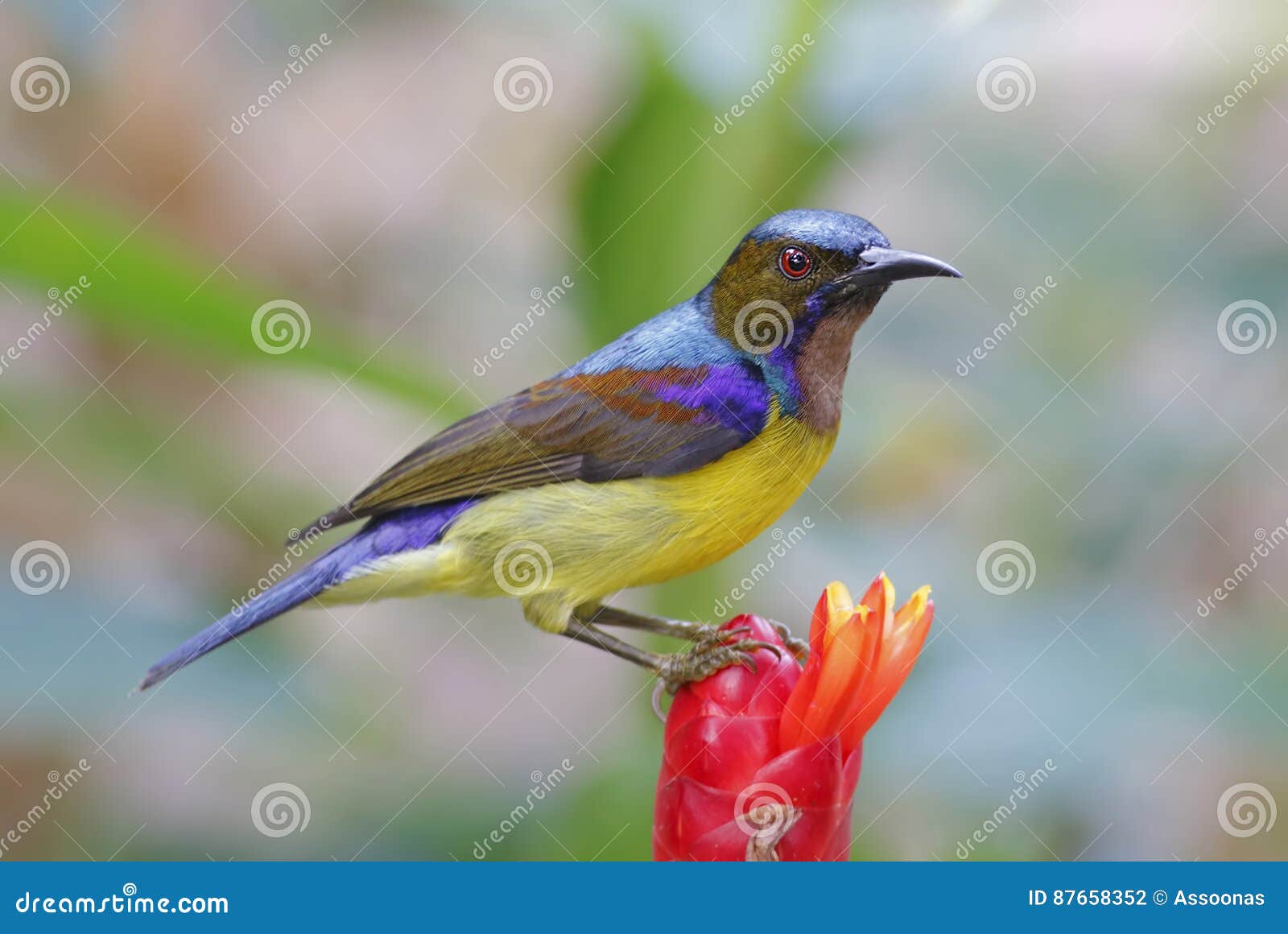 Brown-throated Sunbird Anthreptes Malacensis Male Birds of Thailand ...