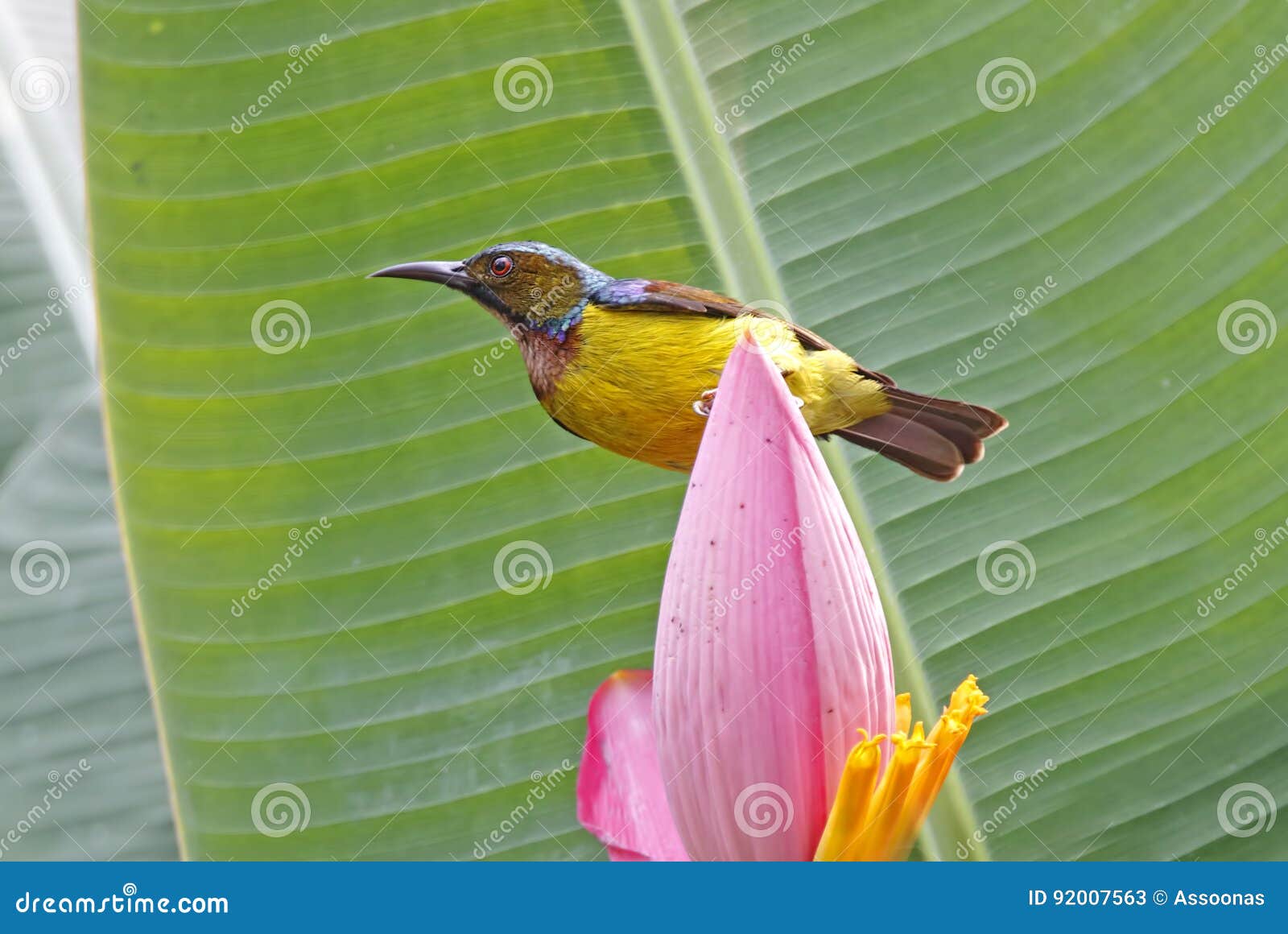 Brown-throated Sunbird Anthreptes Malacensis Male Birds of Thailand ...