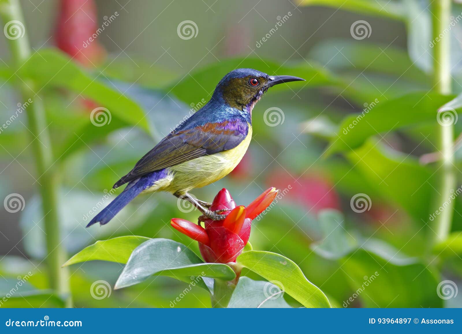 Brown-throated Sunbird Anthreptes Malacensis Male Birds of Thailand ...