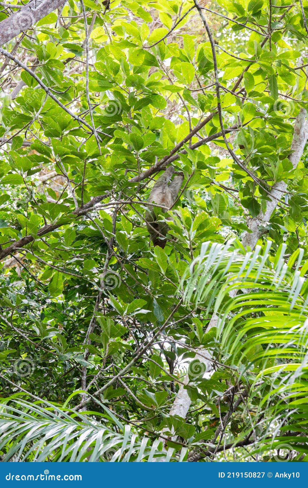 the brown-throated three-toed sloth bradypus variegatus