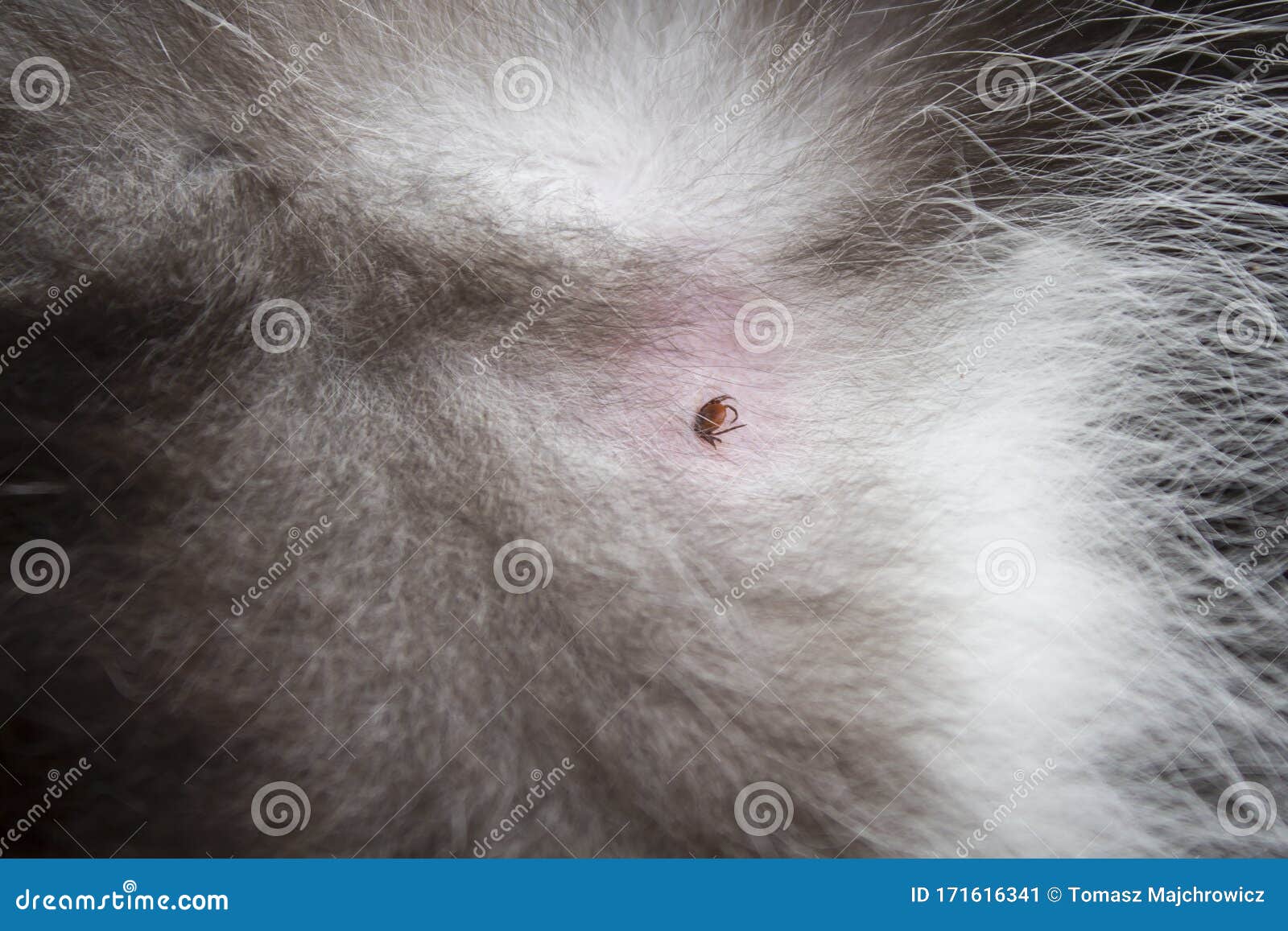 A Brown Tick Bitten Into The Animal`s Skin. Cat`s Skin And Fur. A Small