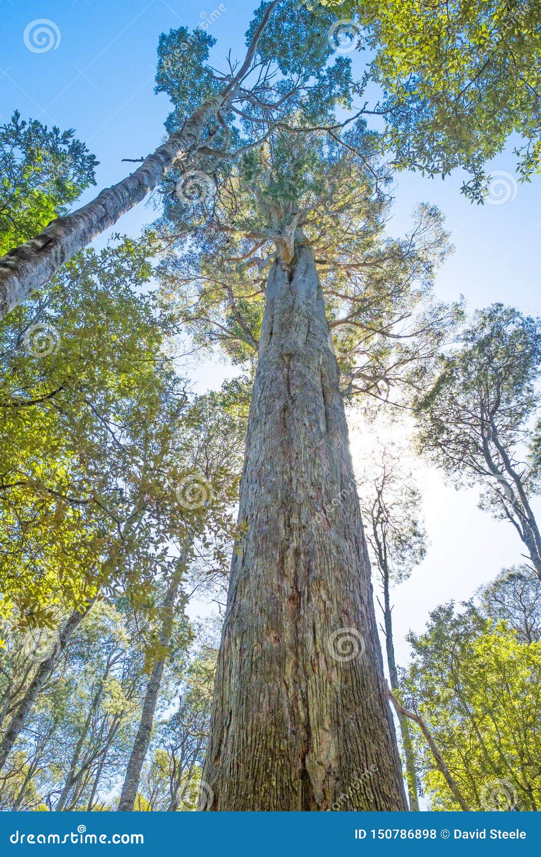brown top stringybark tree in tasmania