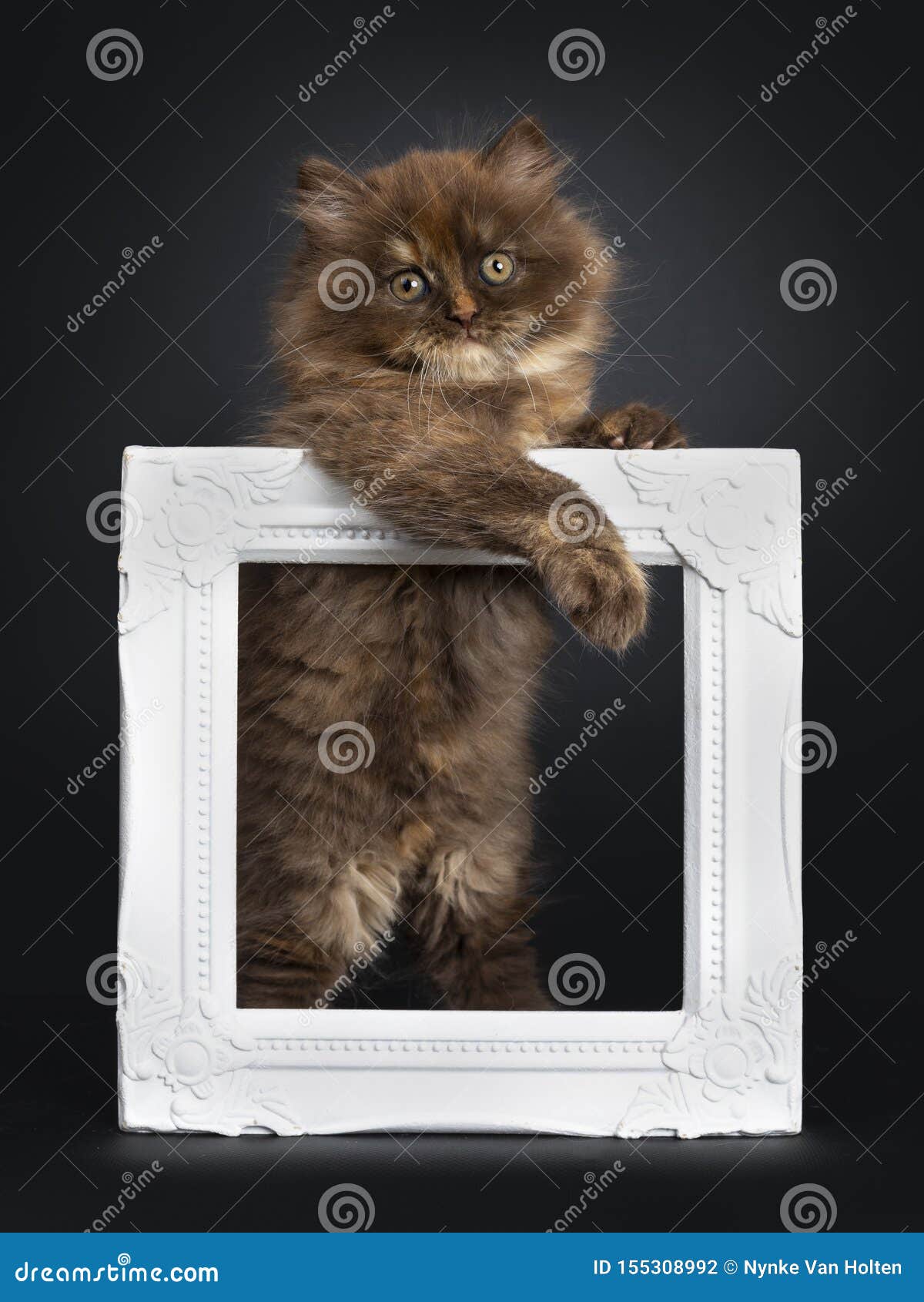 brown tortie british longhair kitten on black