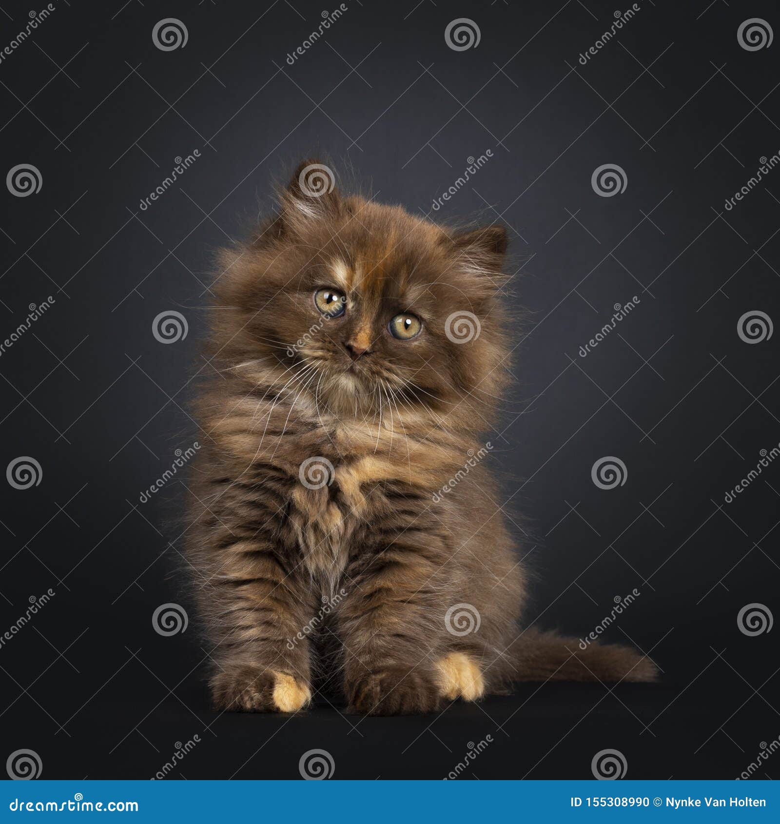 brown tortie british longhair kitten on black