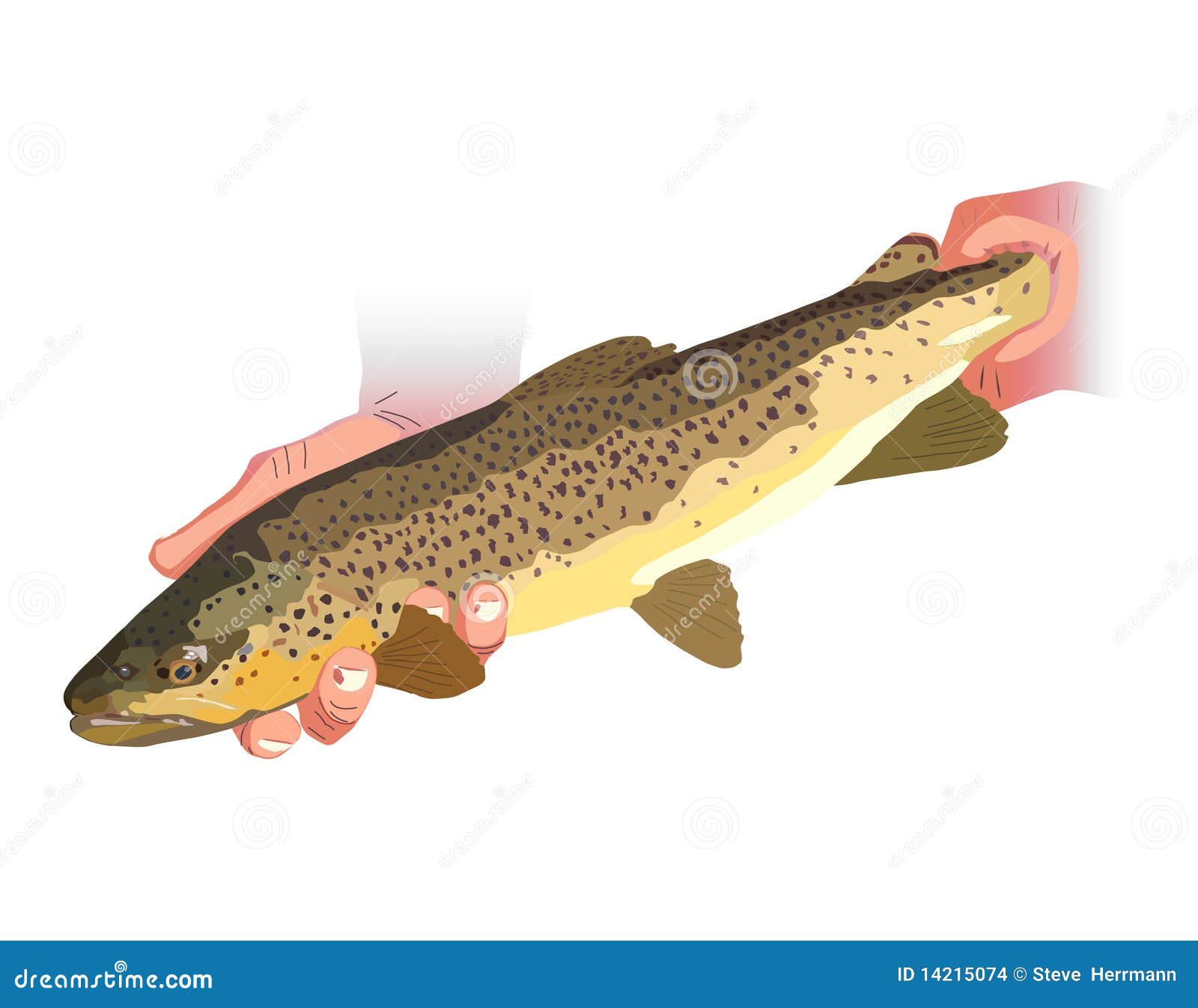 Brown Trout stock vector. Illustration of release, animal 14215074