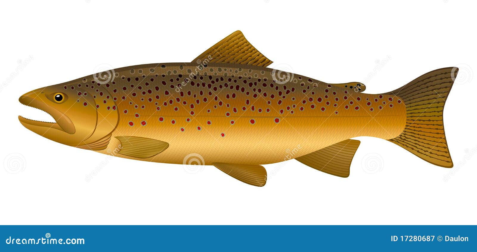 Brown Trout stock vector. Illustration of stream, vector 17280687