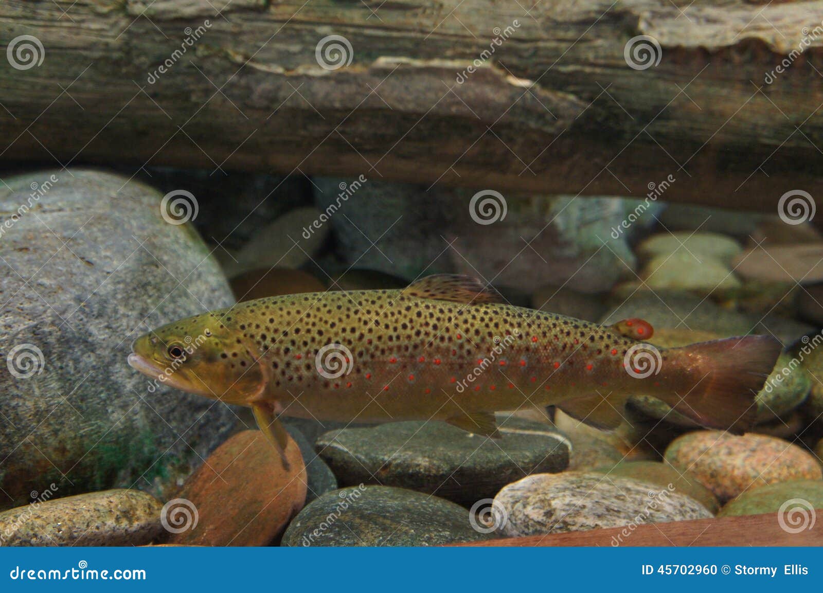 brown trout