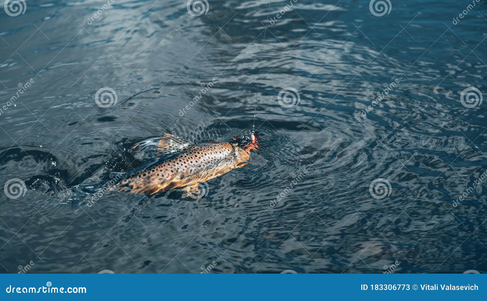 Brown Trout Caught on a Spinning Stock Image Image of river, tackle 183306773