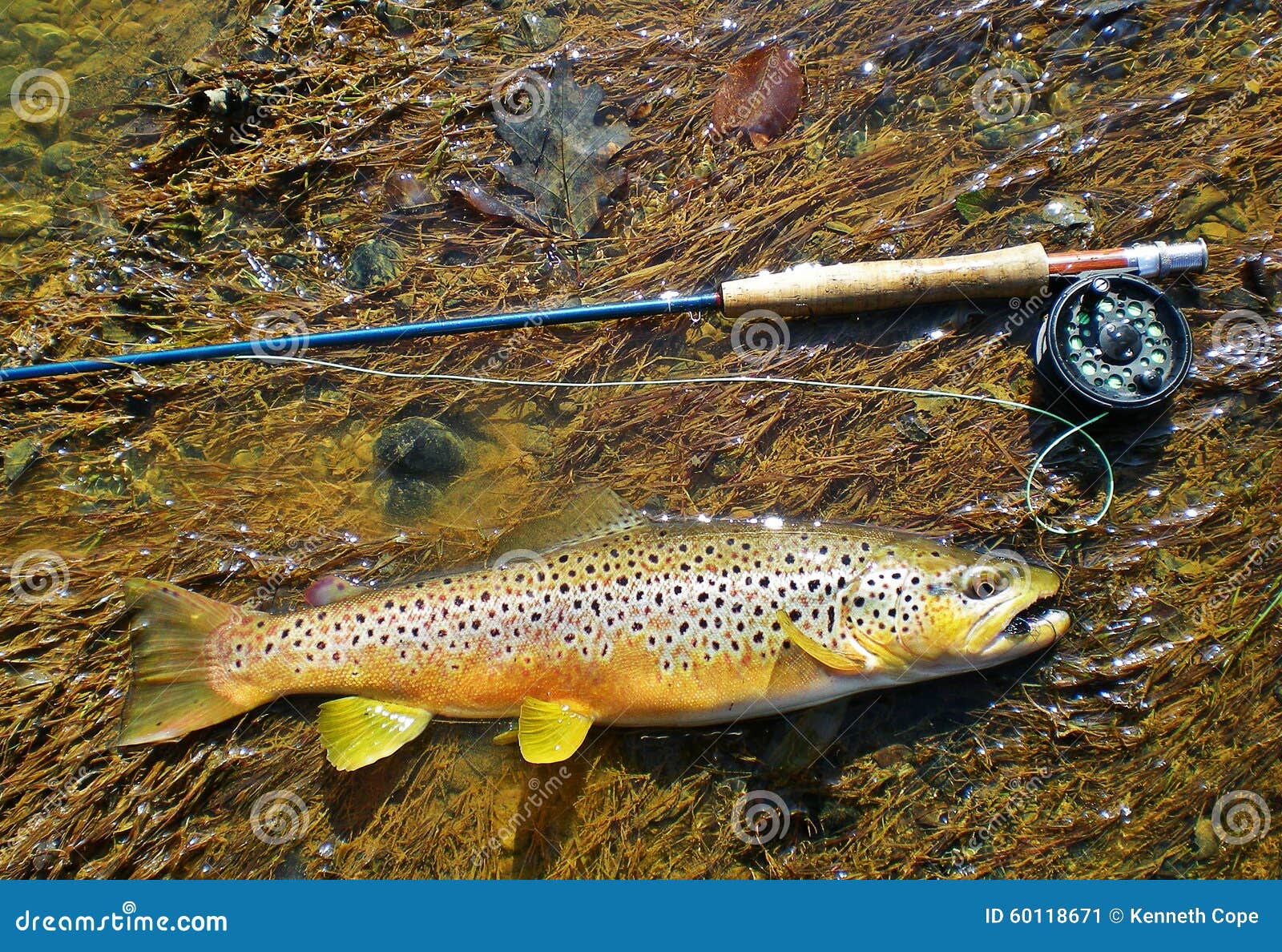 Brown Trout stock image. Image of driftless, forest, environment 60118671