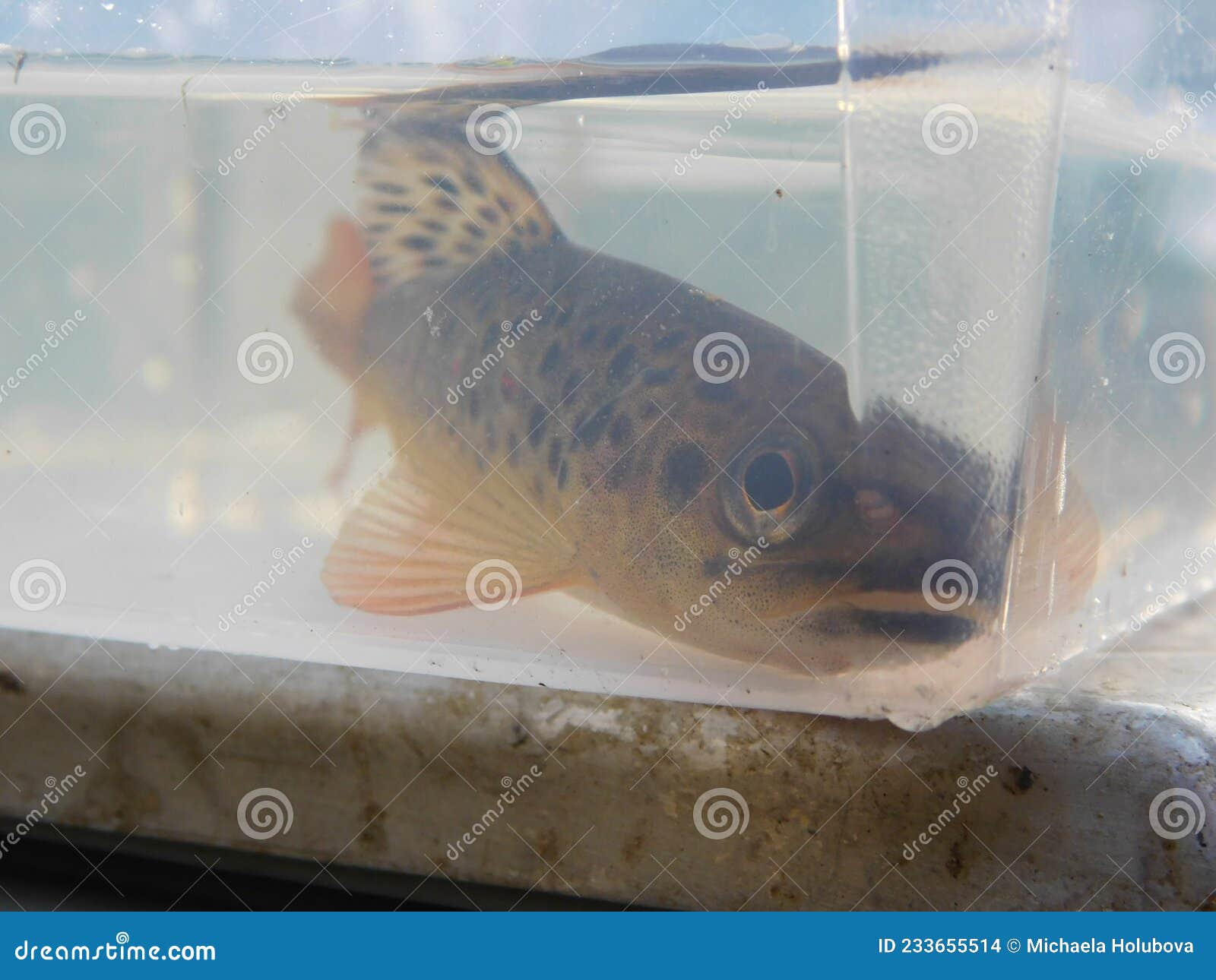 brown trout salmo trutta european species of salmonid fish being measured