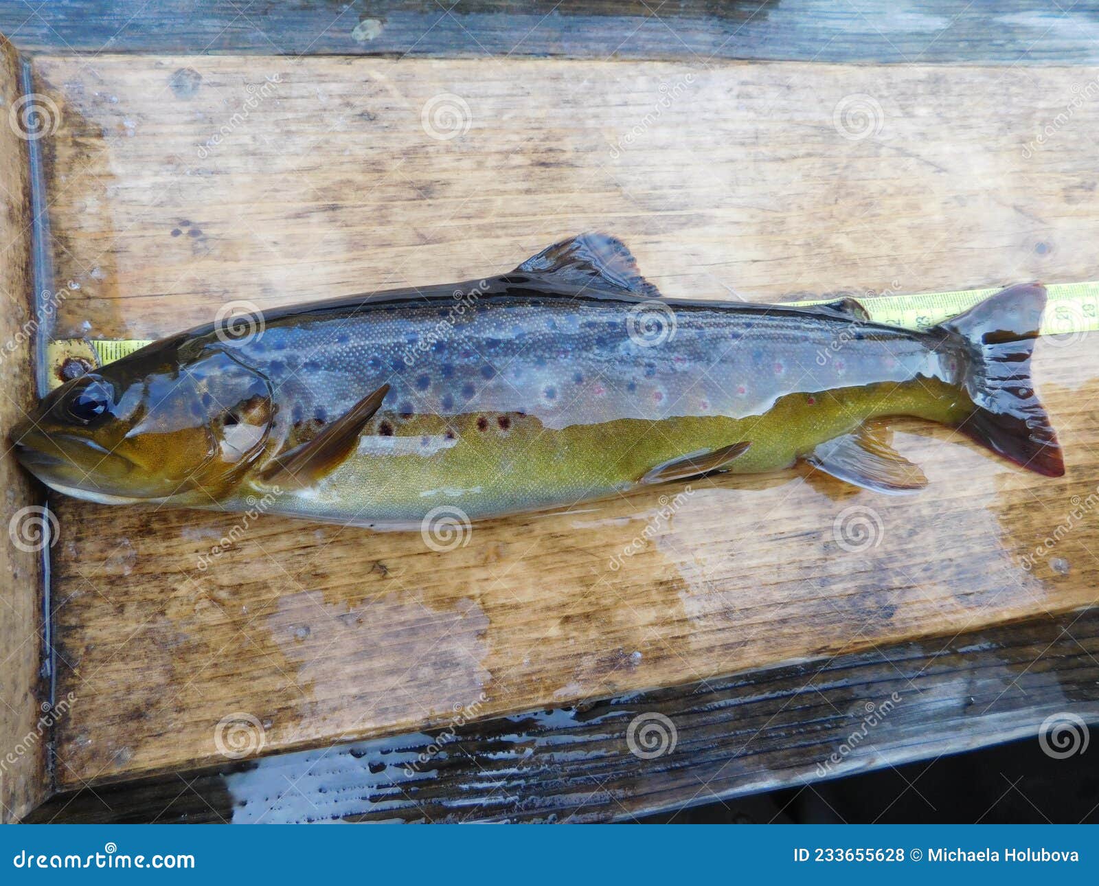 brown trout salmo trutta european species of salmonid fish being measured