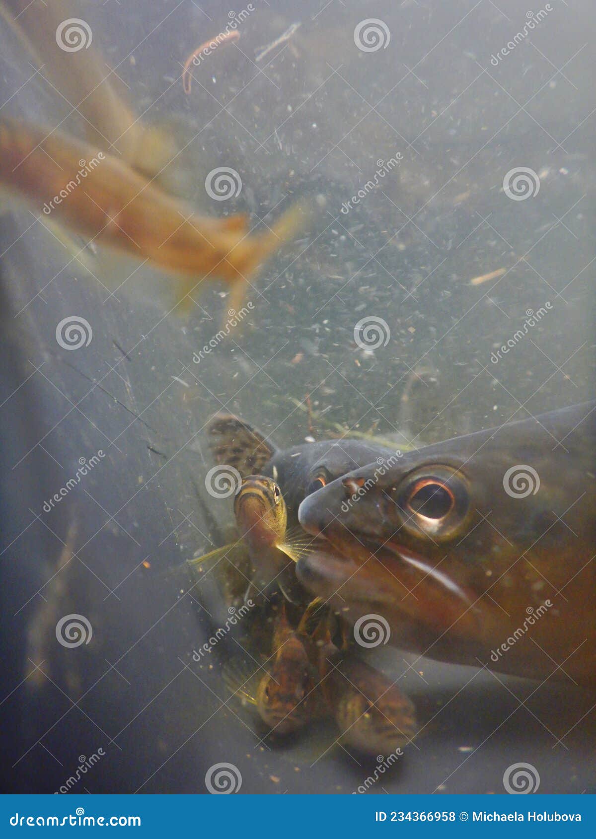 brown trout salmo trutta european species of salmonid fish being measured