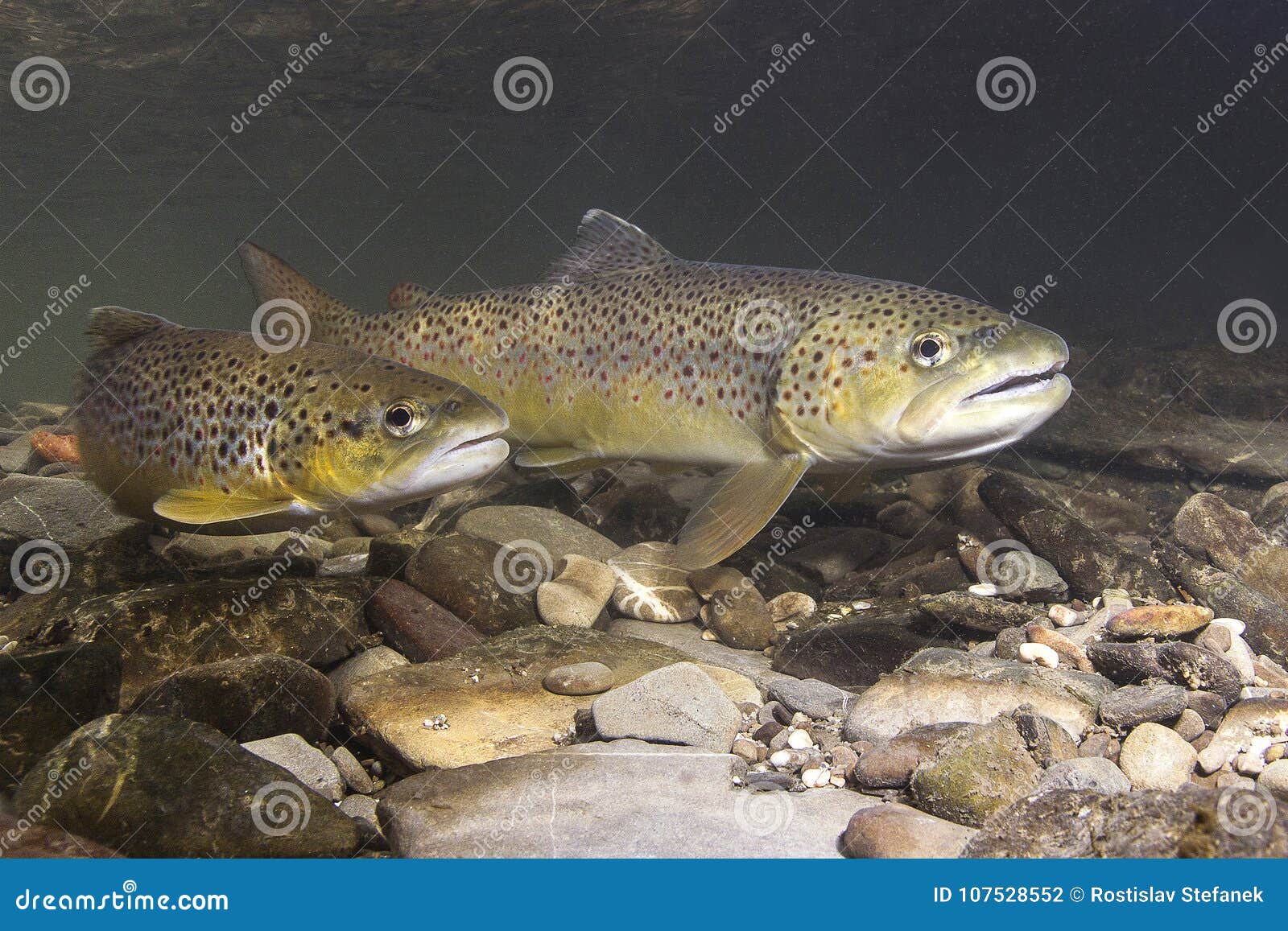 brown trout salmo trutta preparing for spawning