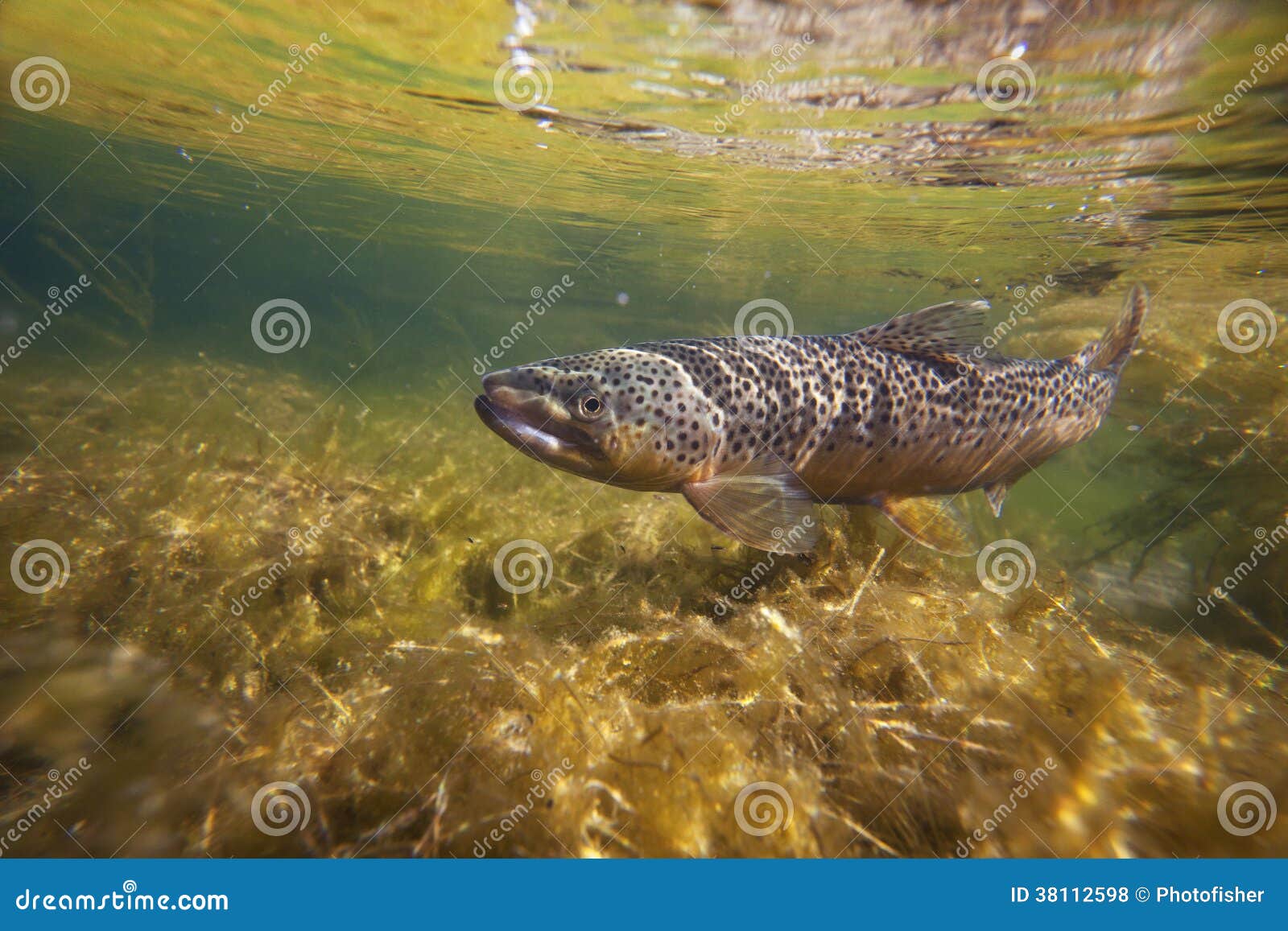 brown trout underwater in stream