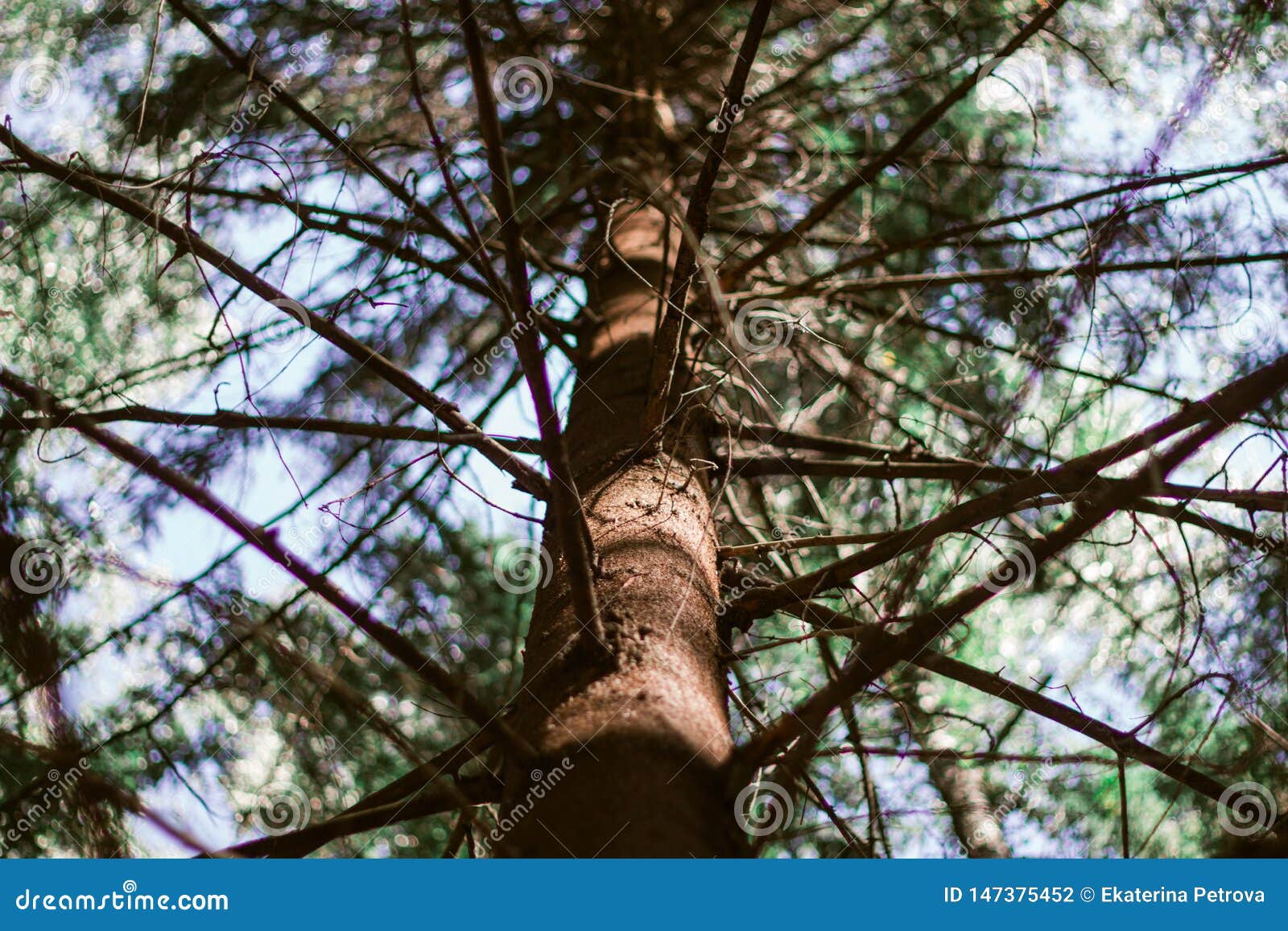 The Brown Trunk of the Pine Tree and Branches. Bottom View of the Pine