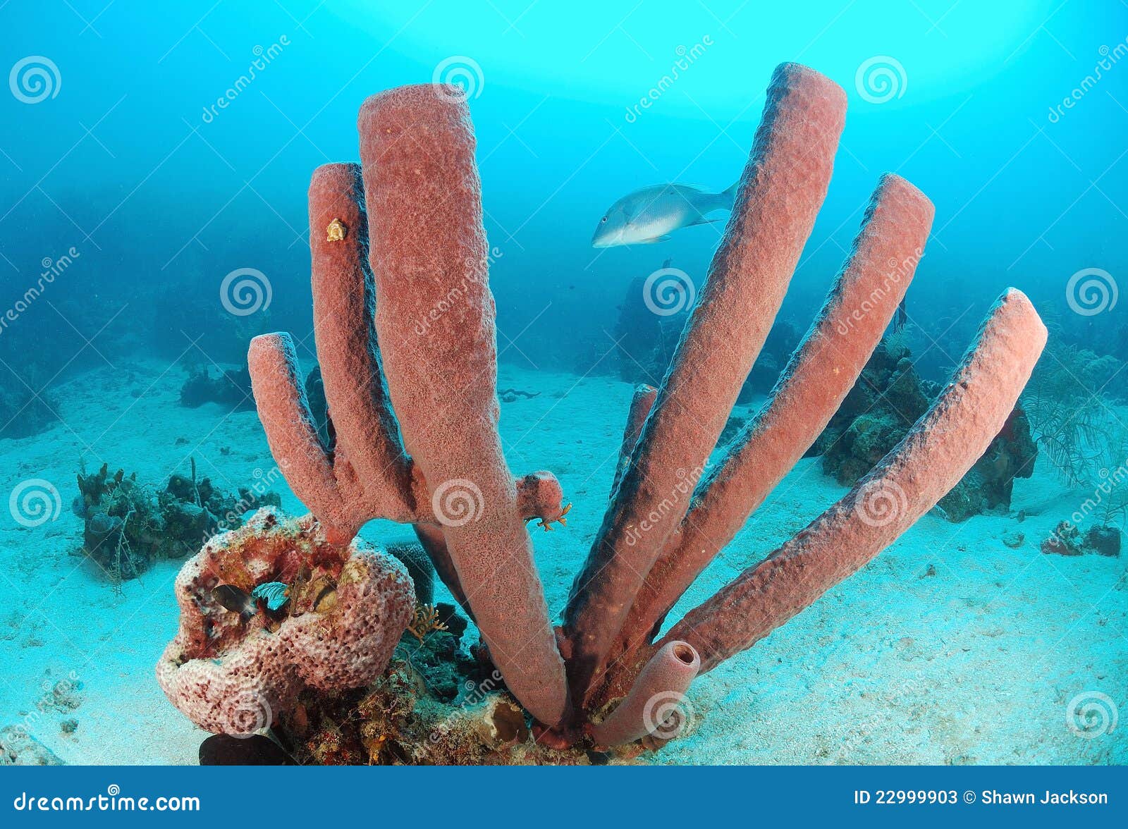 brown tube sponge