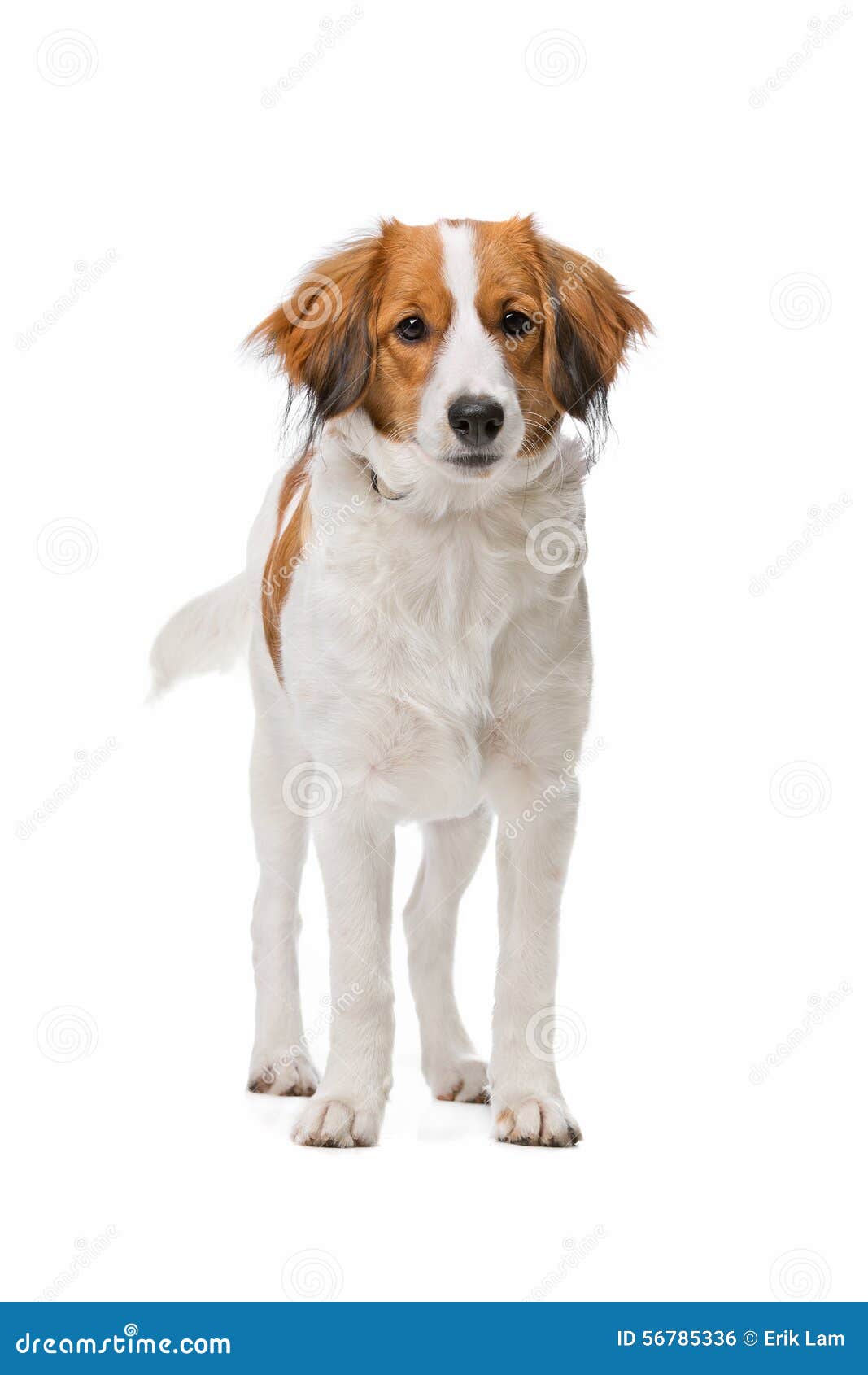 Brown Und Weißer KooikerHund Stockfoto Bild 56785336