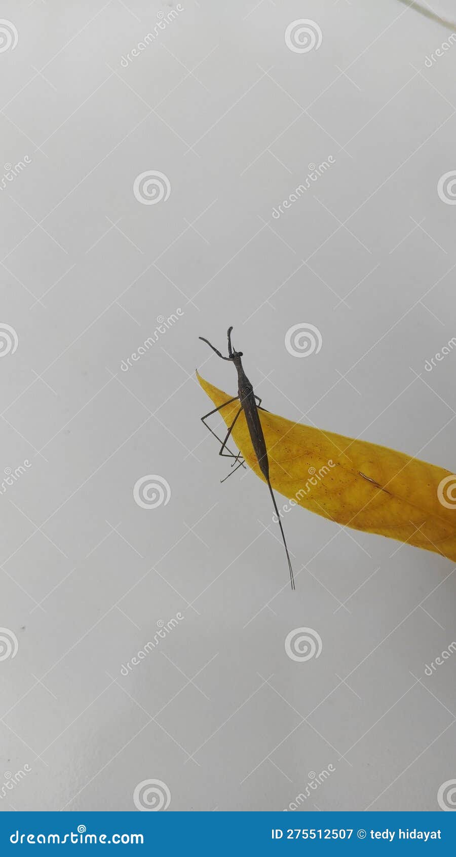 theÂ brown water scorpionÂ & x28;ranatra fusca& x29; is coloredÂ brown and has something that resembles a stinger