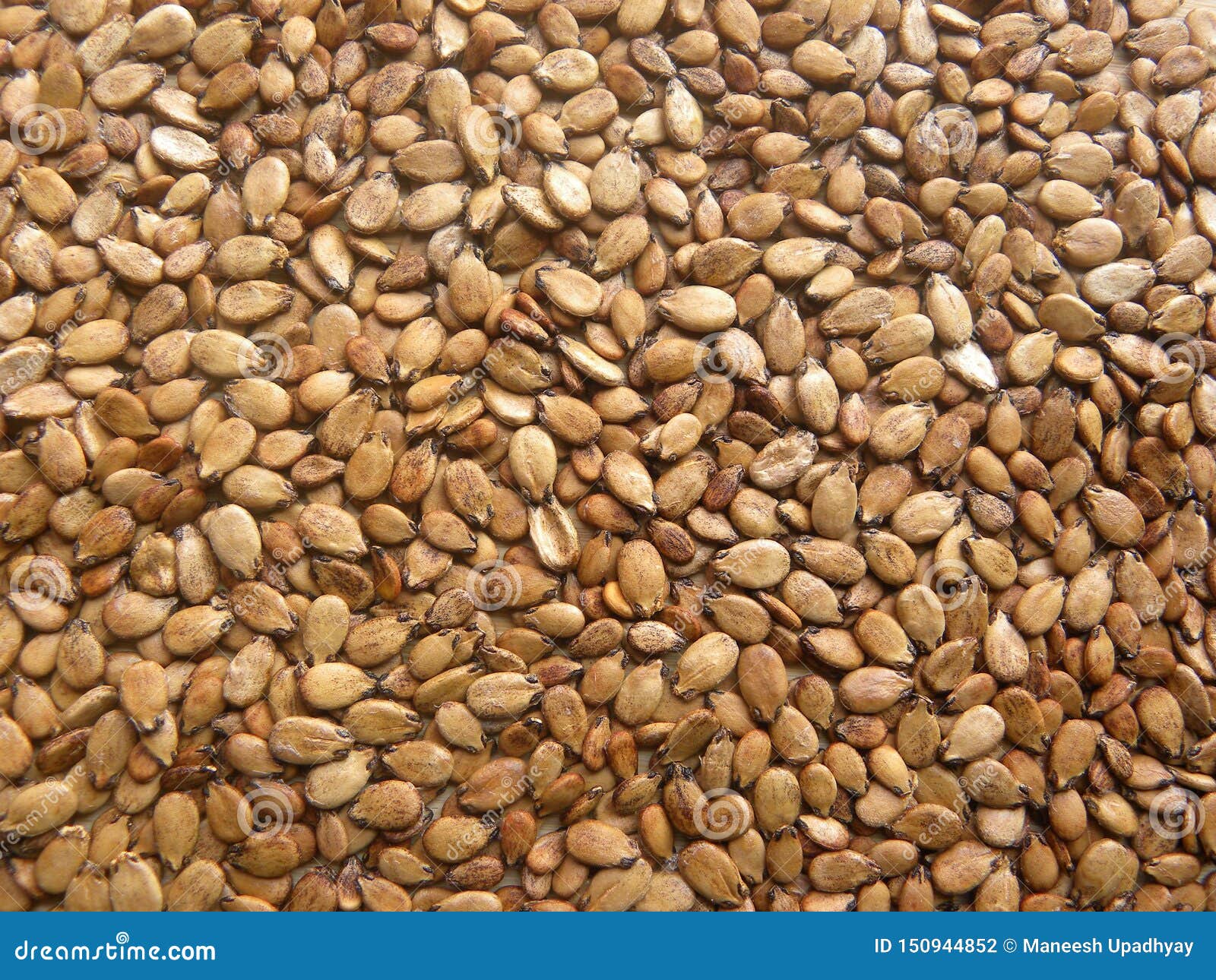 Brown Watermelon seeds stock photo. Image of growth 150944852