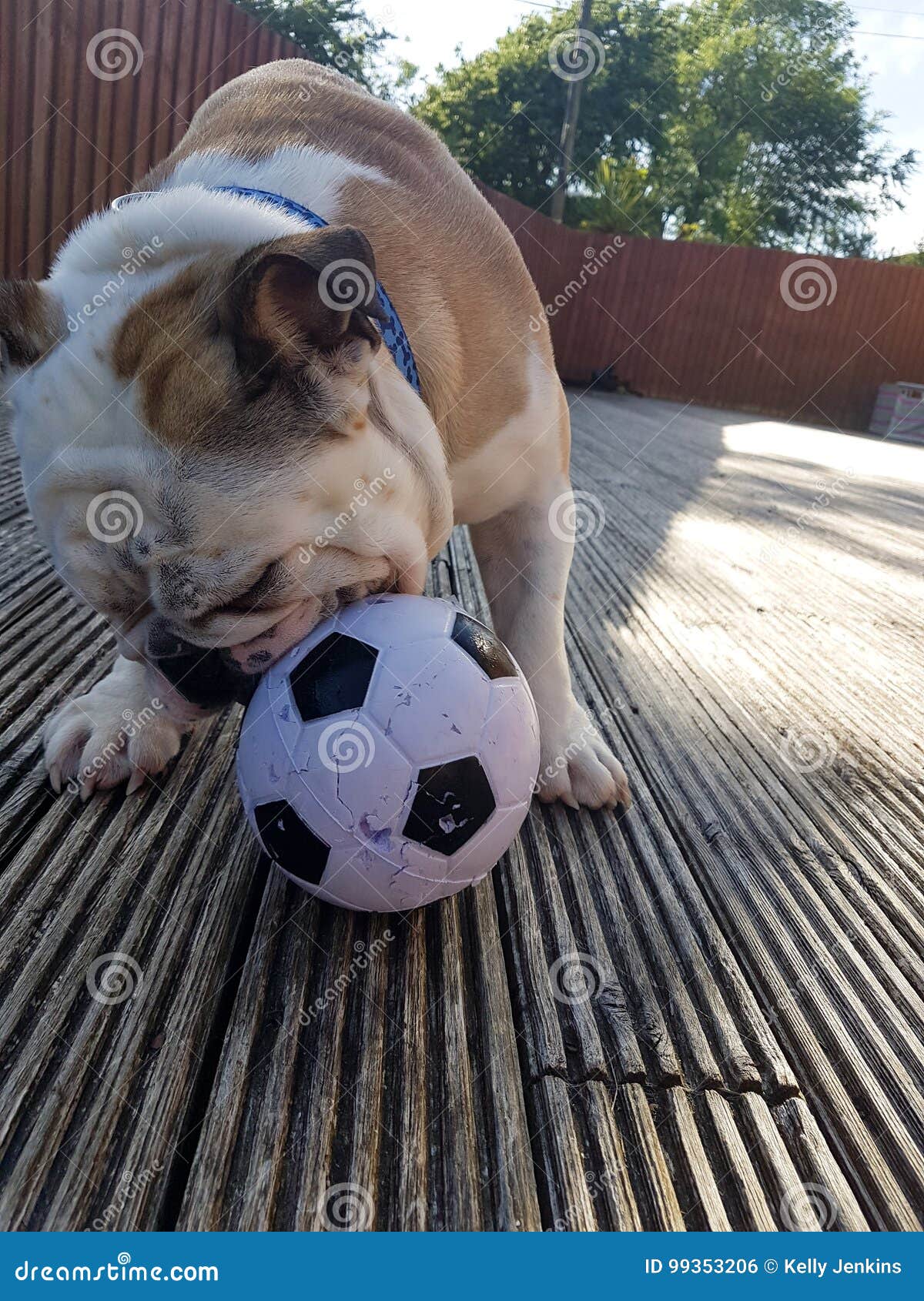 British Bulldog Chewing On A Football Stock Photo Image