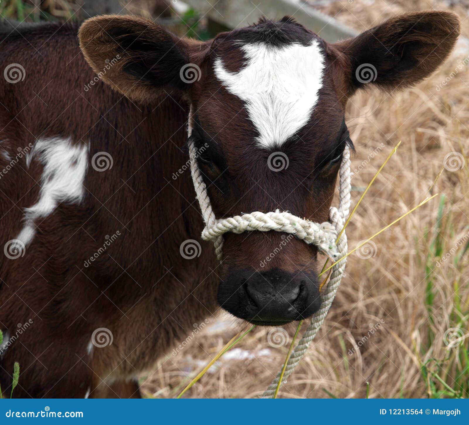 Brown & White Calf stock photo. Image of hoof, brown 12213564