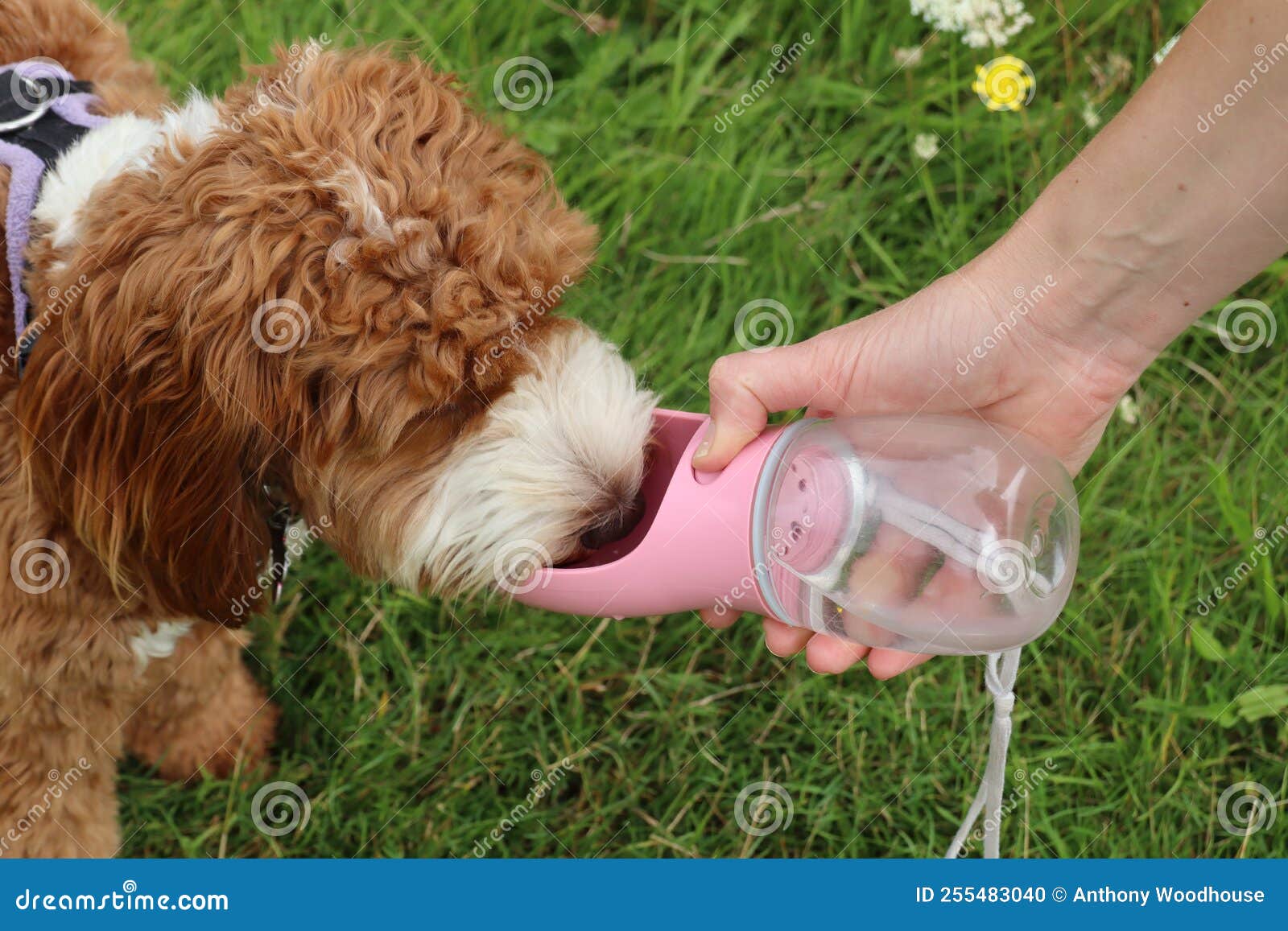 A Brown and White Cockapoo Has a Drink of Water from a Doggie Water
