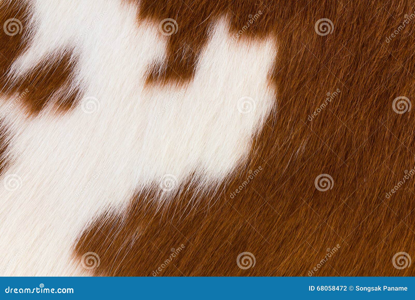 brown and white cowhide