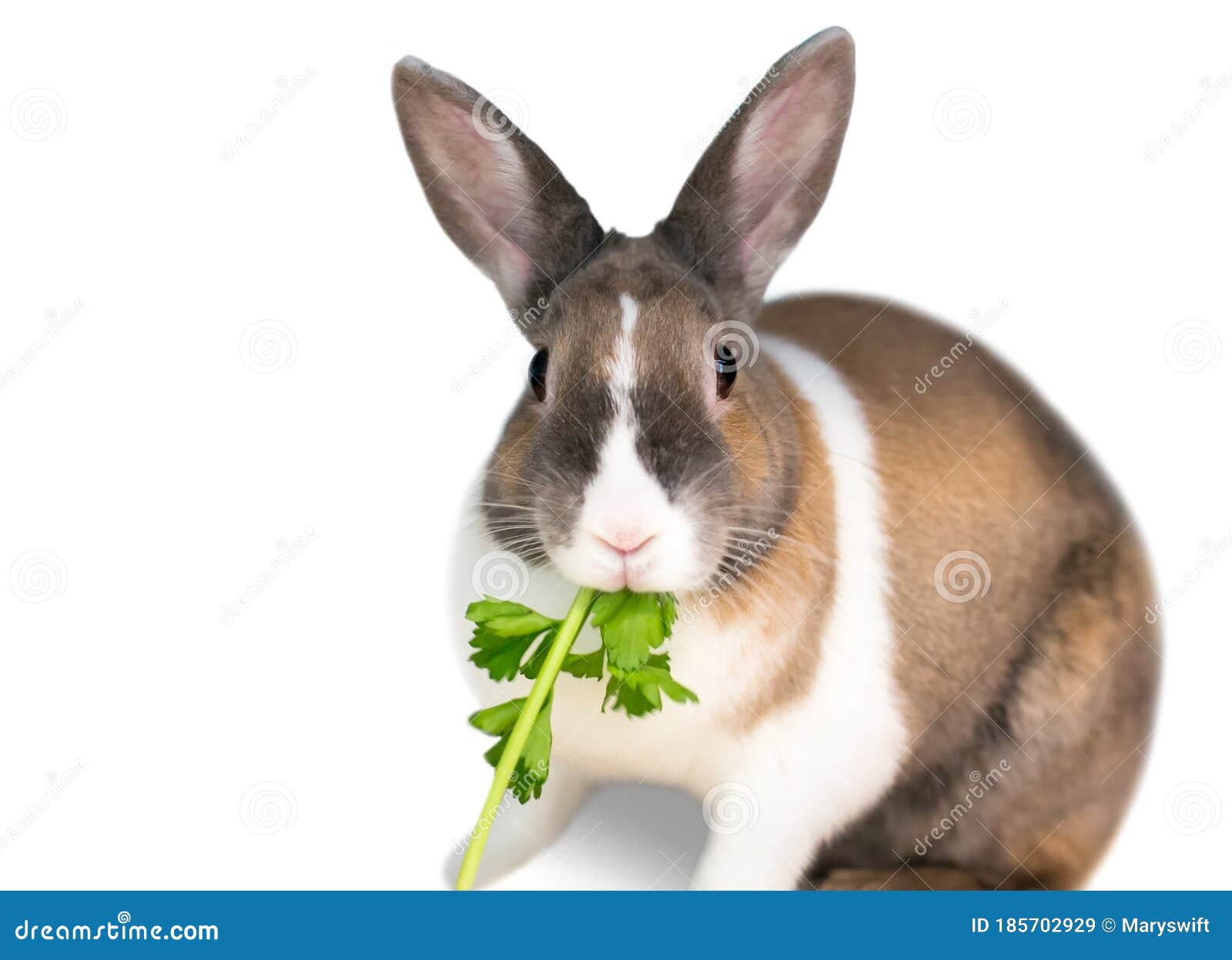 rabbit eats