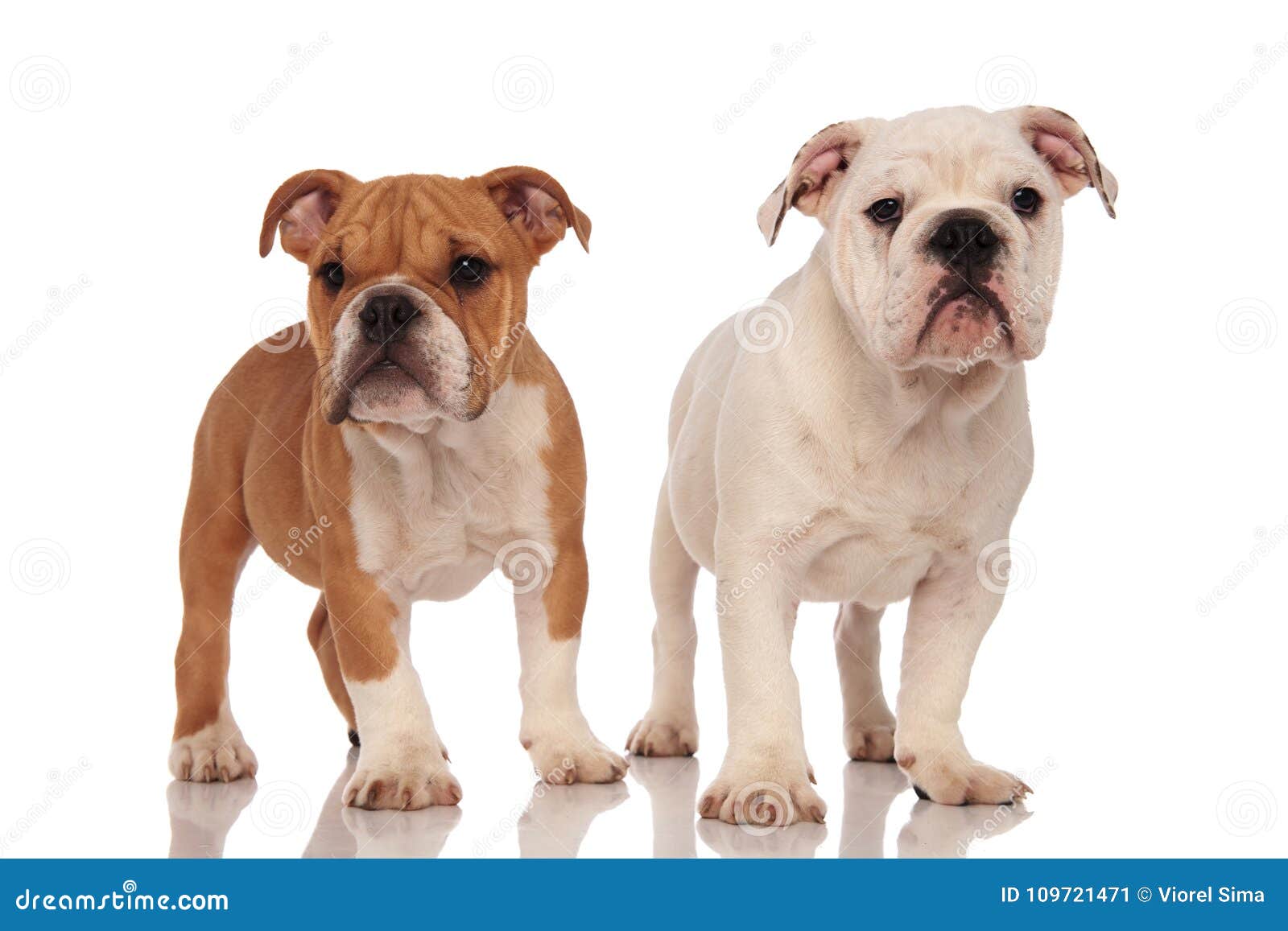 Brown and White English Bulldog Puppies Stock Image - Image of ...
