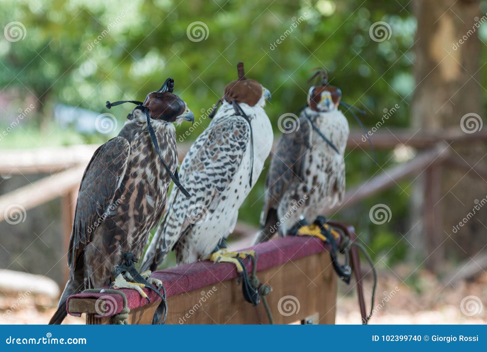 black lamb and grey falcon black lamb and grey falcon