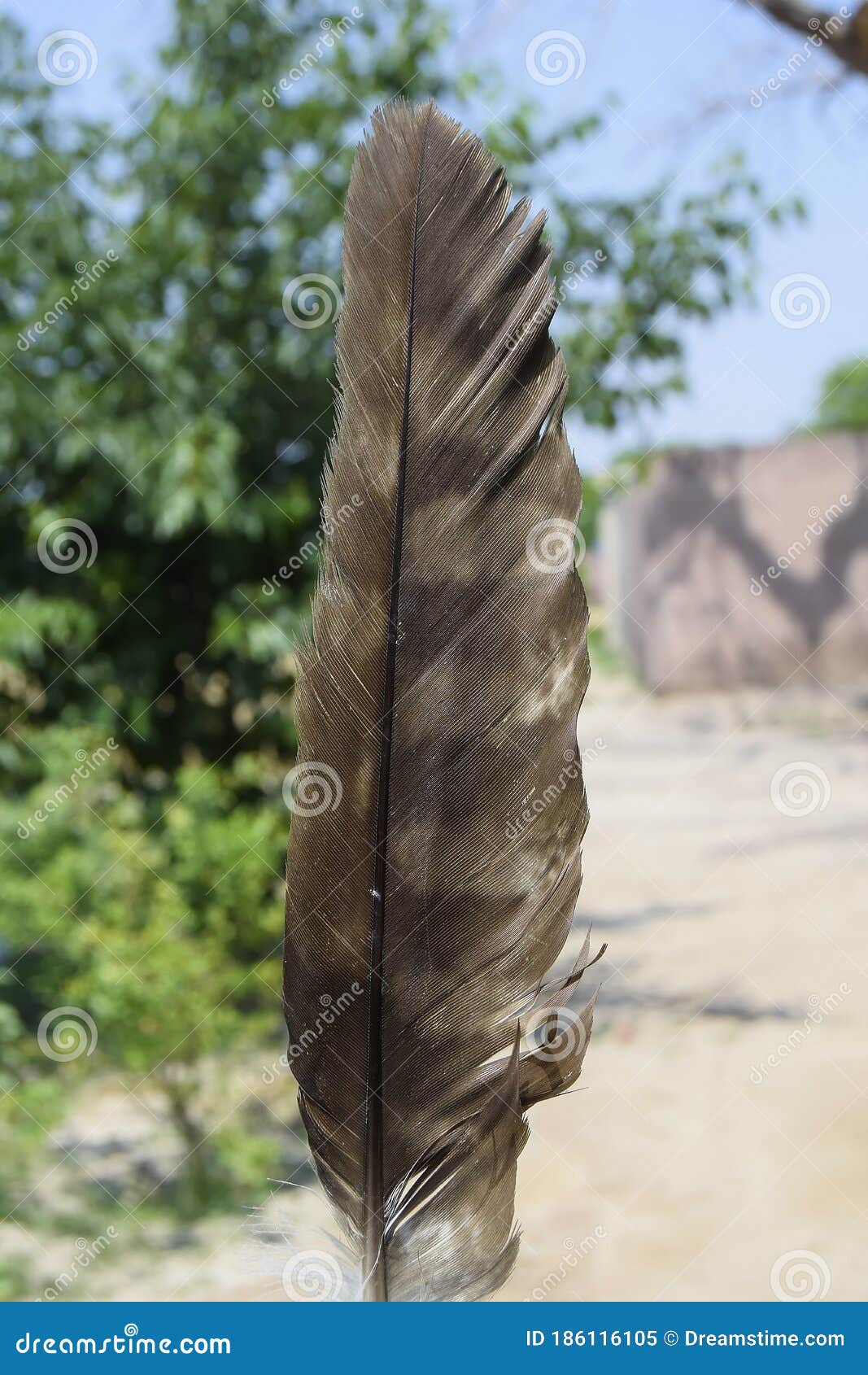 Brown and White Feather of the Bird, Beautiful Feather of the Bird