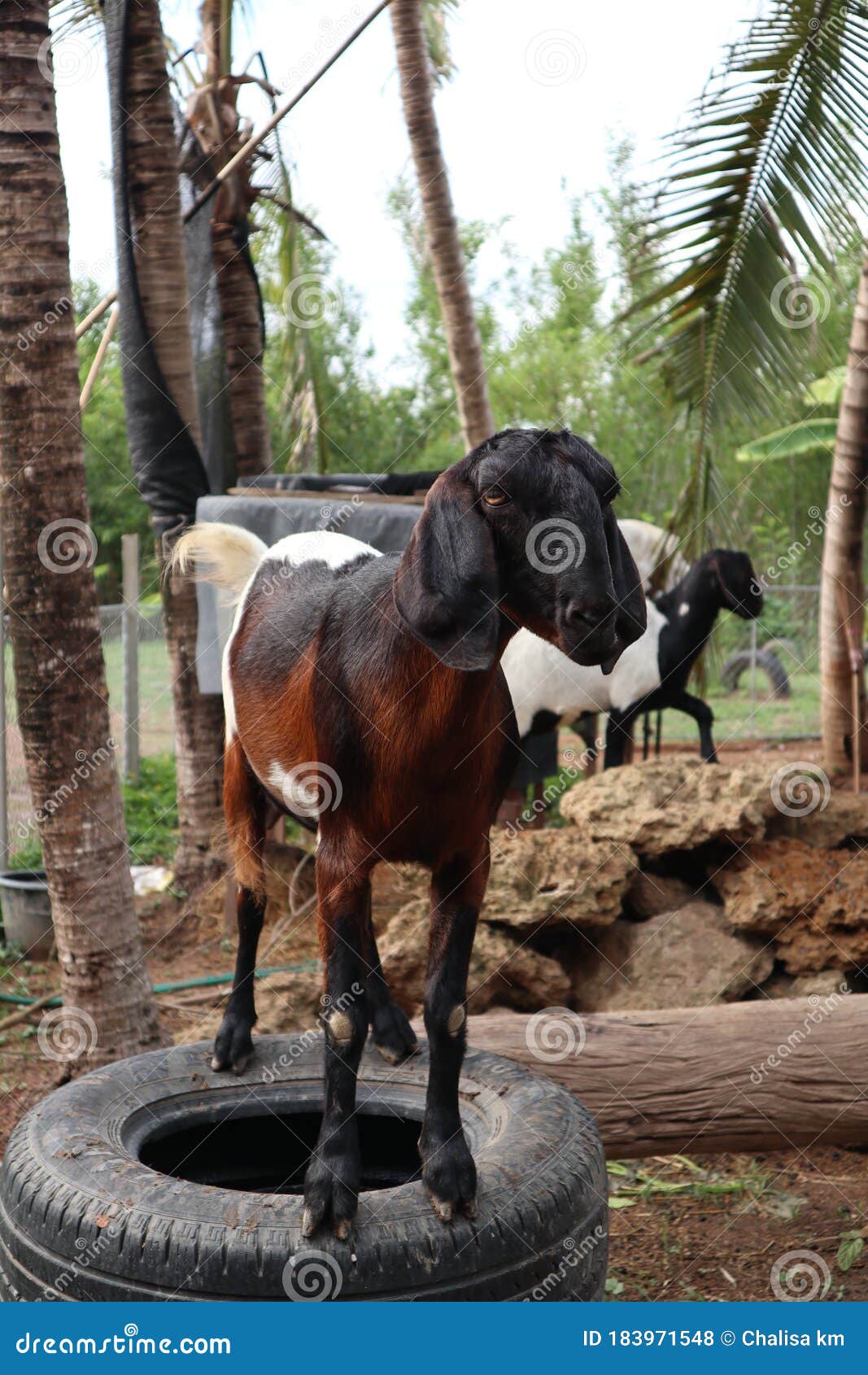 A Brownwhite Goat Standing on a Rubber Ring Stock Photo Image of