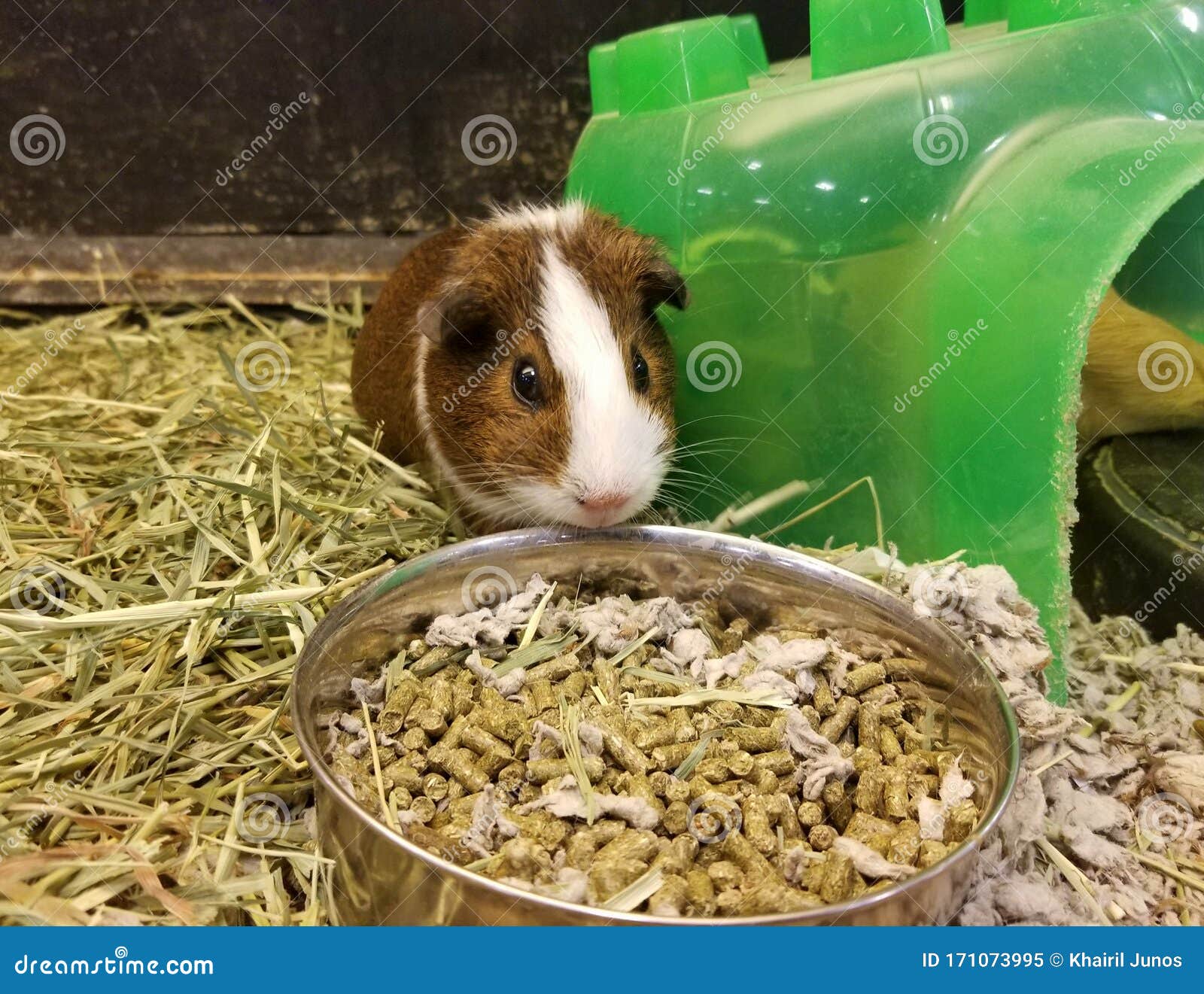 Blot Patent To govern 199 Guinea Pig Food Bowl Stock Photos - Free & Royalty-Free Stock Photos  from Dreamstime