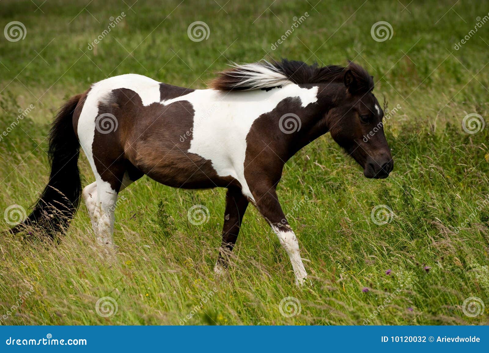 A Brown White Horse Stock Photography Image 10120032