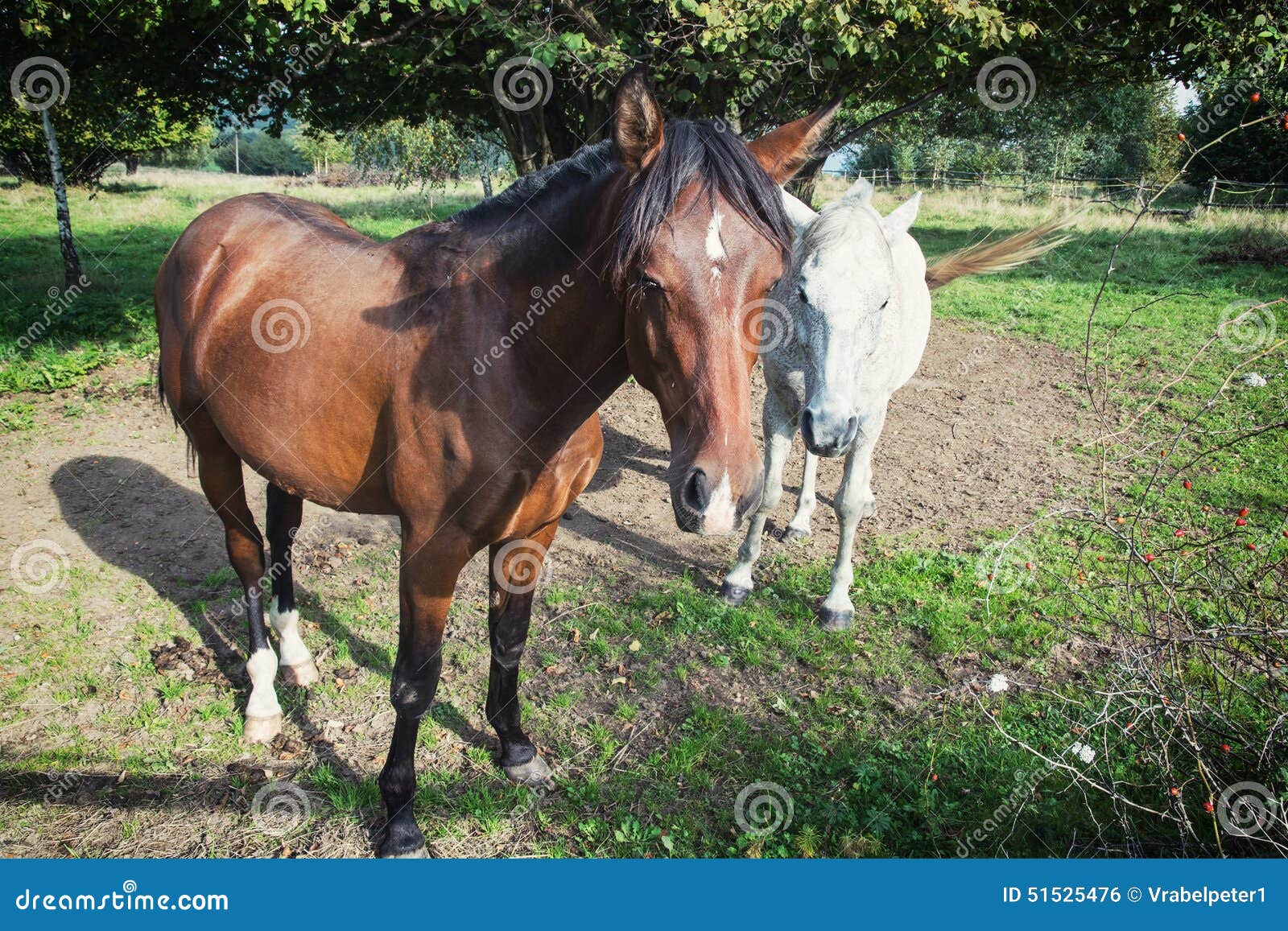 Brown and white horses stock photo. Image of farming 51525476