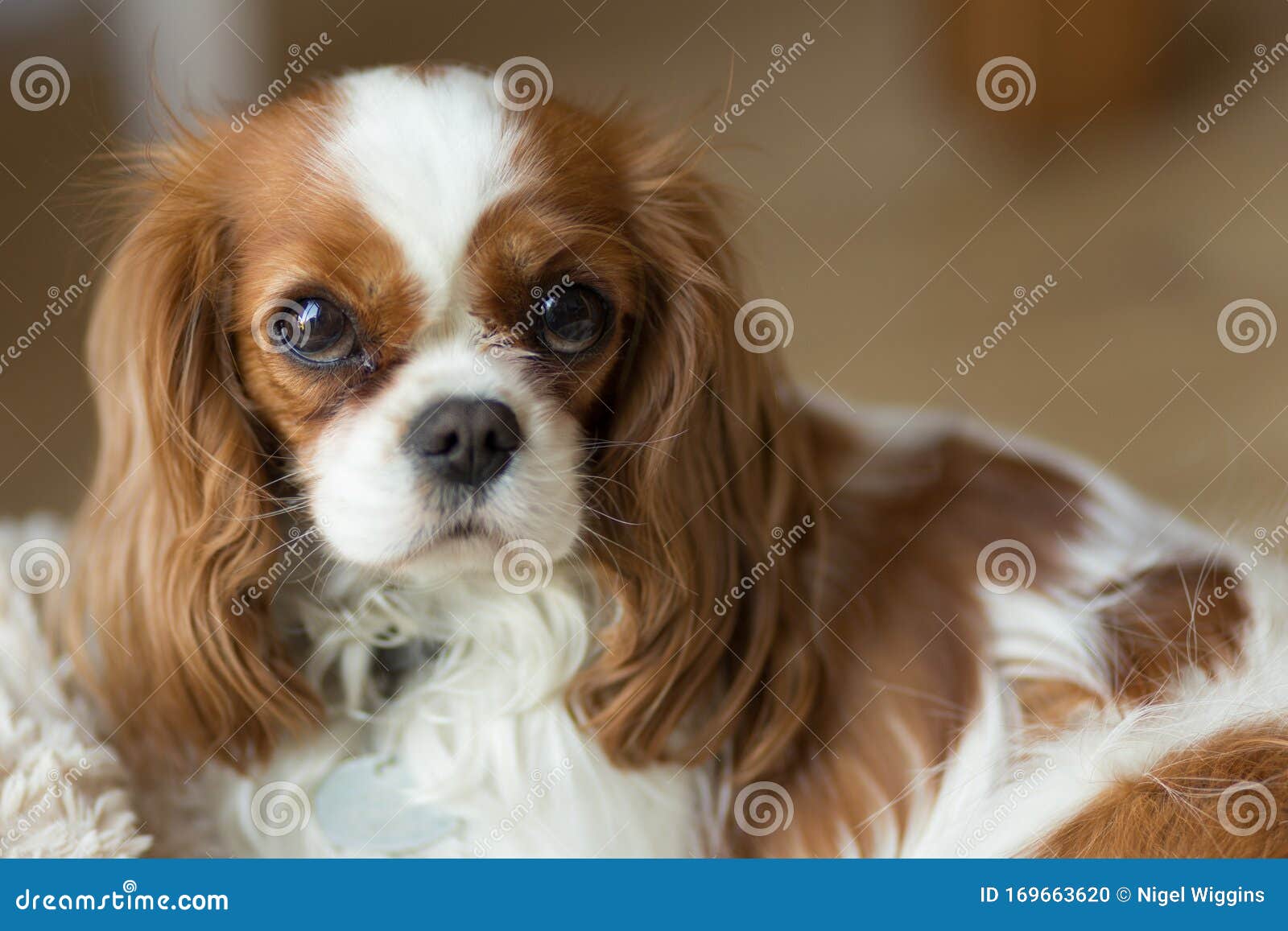 white king charles cavalier