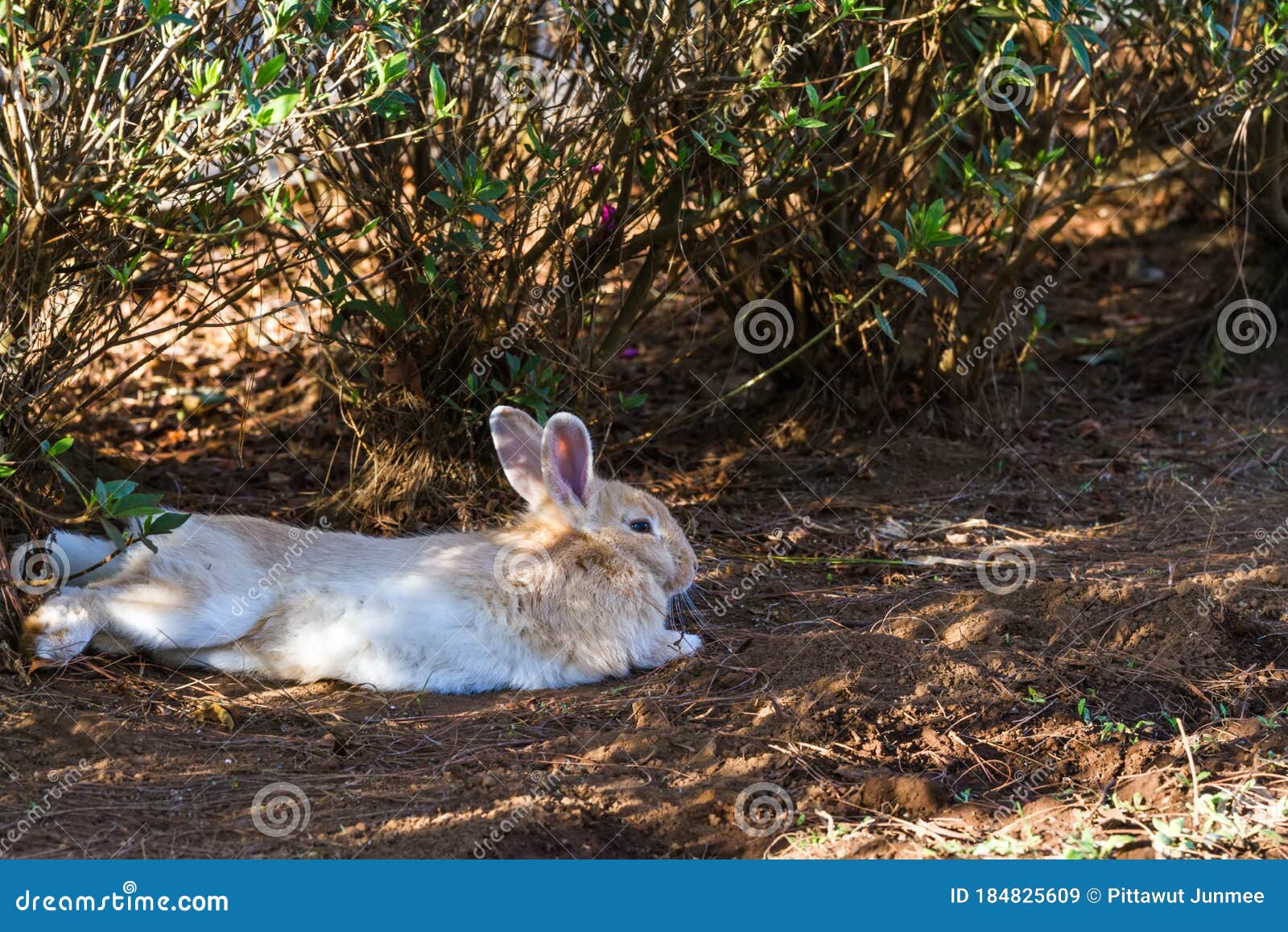 Brown and White Rabbit Sleep on Grass Stock Image Image of hare