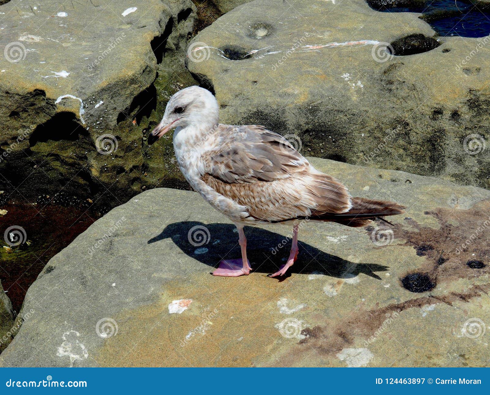 Purple Sandpiper on Mossy Rock, Coastal Bird Close-up Stock Photo - Image  of branch, insect: 351953564, image size:1600x1290