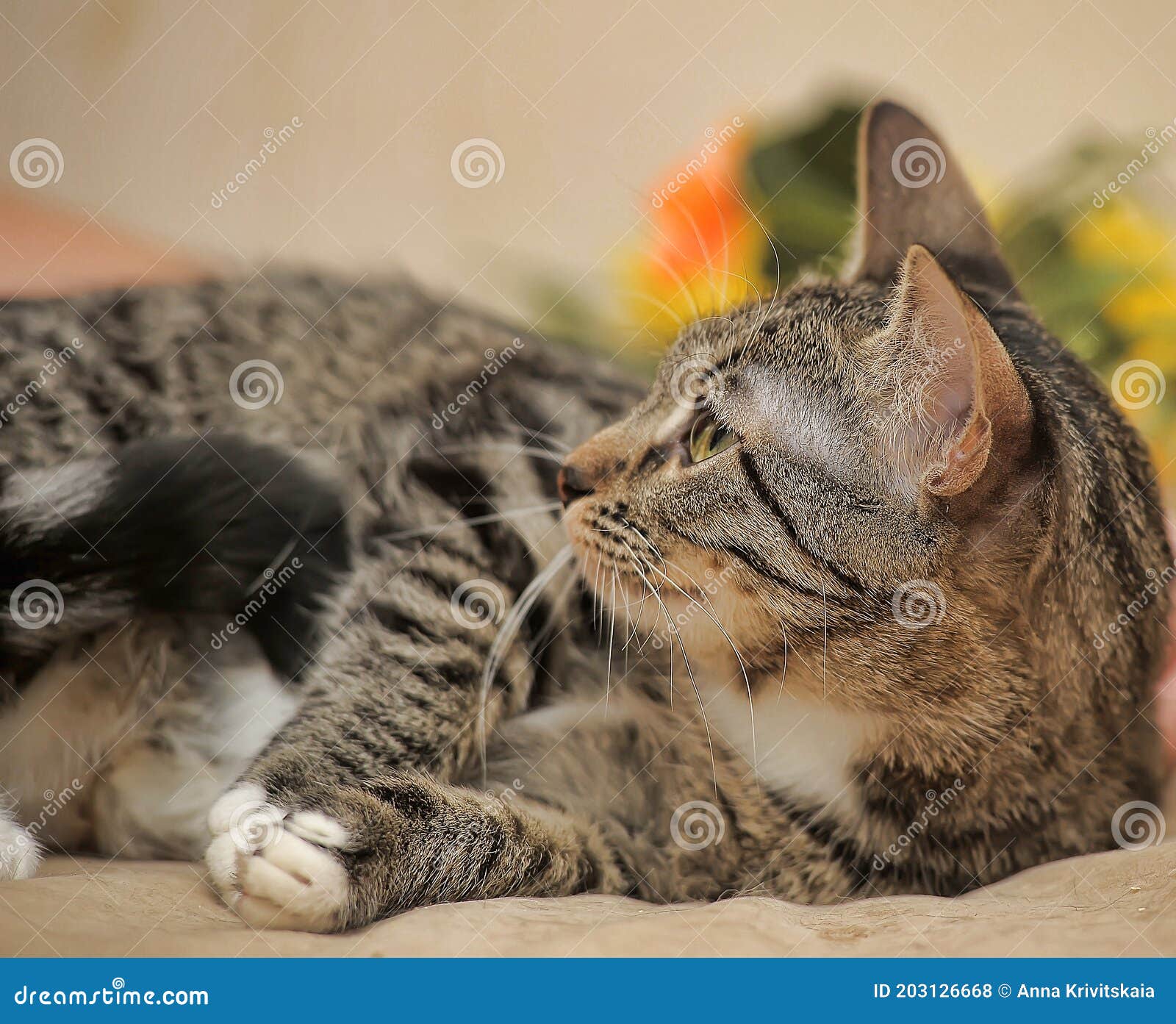 Brown with a White Spot on the Chest Cat Stock Photo Image of