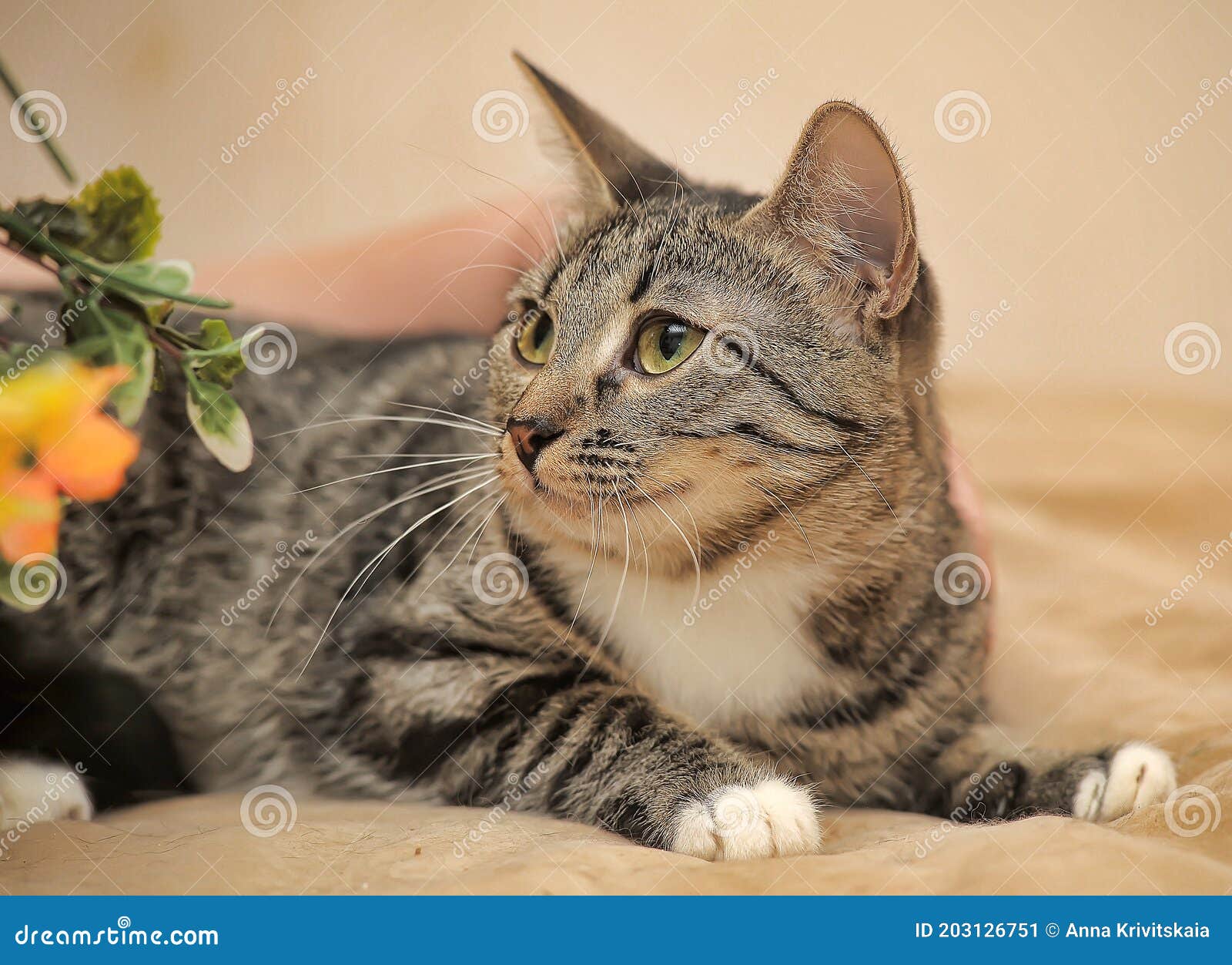 Brown with a White Spot on the Chest Cat Stock Image Image of nature