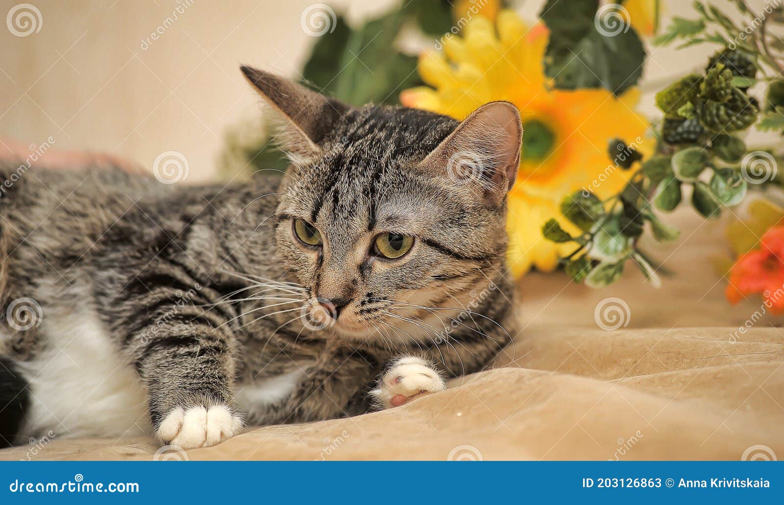 Brown with a White Spot on the Chest Cat Stock Image Image of female