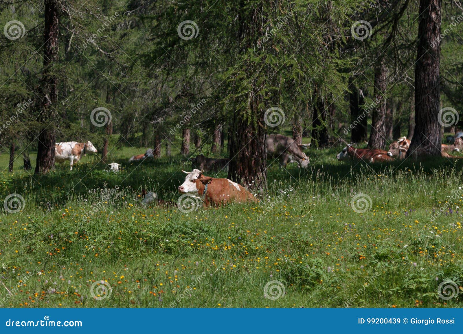 brown and white spotted cow pasturing in grazing lands: italian
