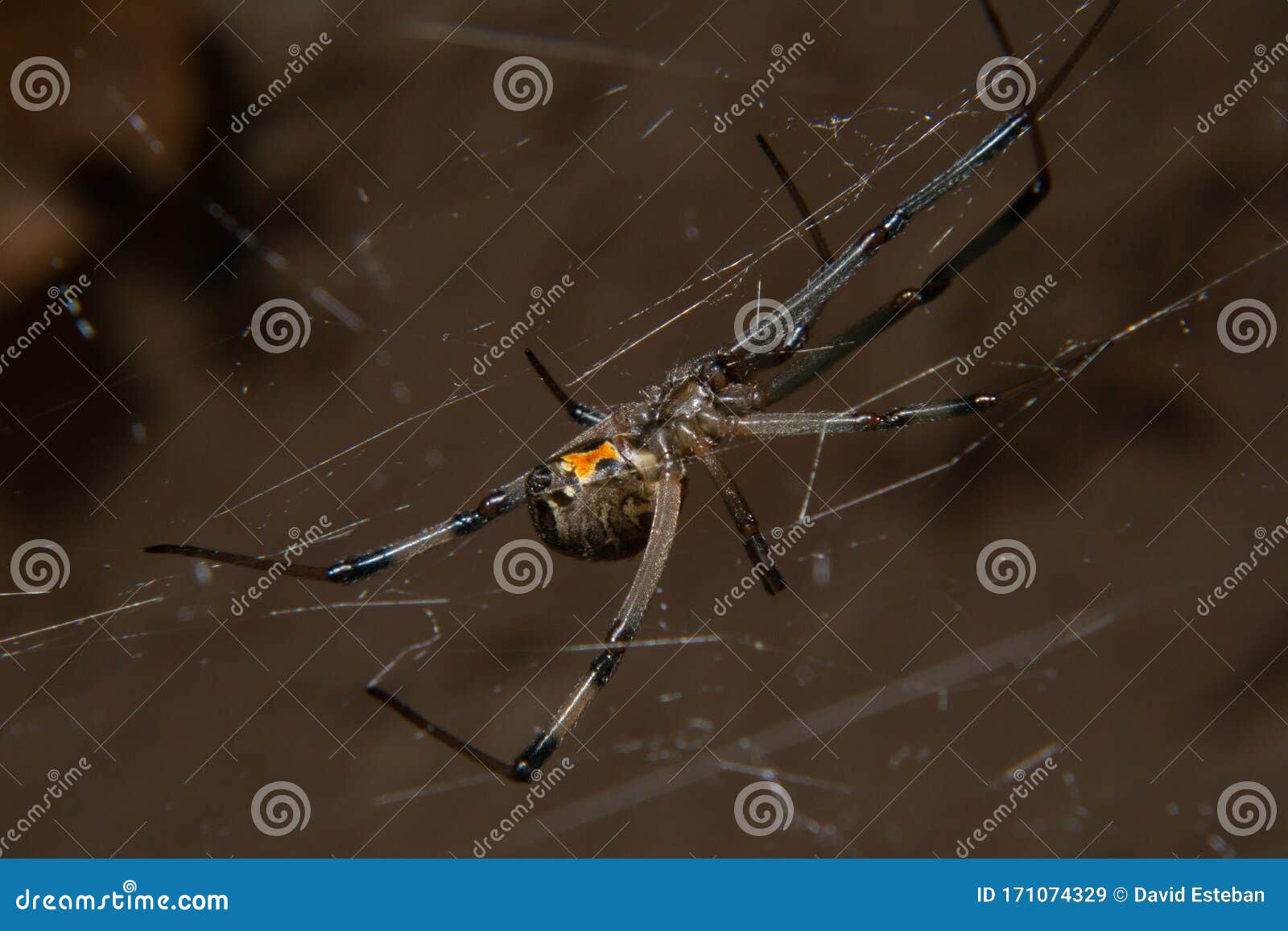 Brown Widow Spider Latrodectus Geometricus Stock Image Image Of
