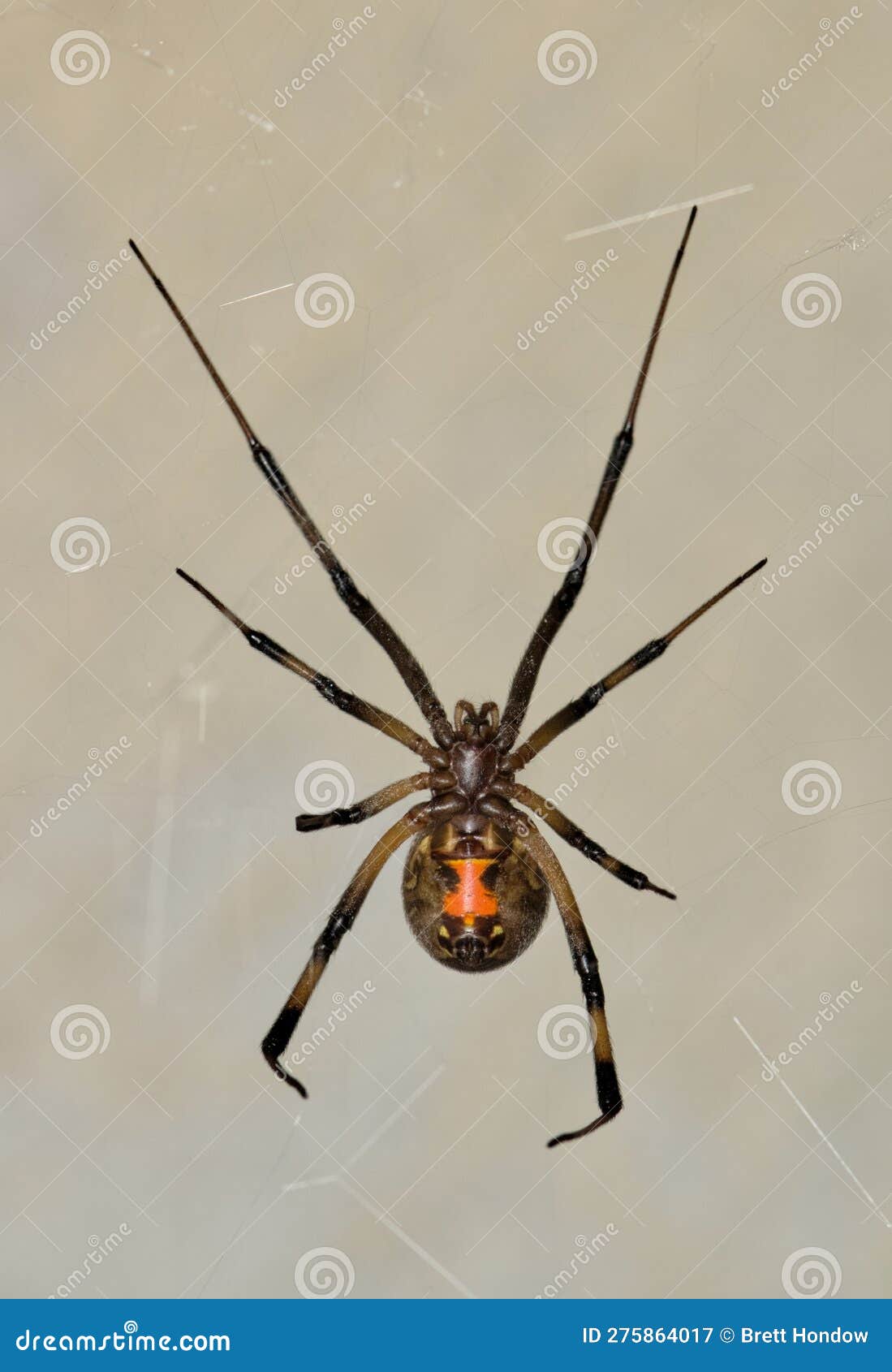 Brown Widow Spider Latrodectus Geometricus In Its Web In Houston Tx