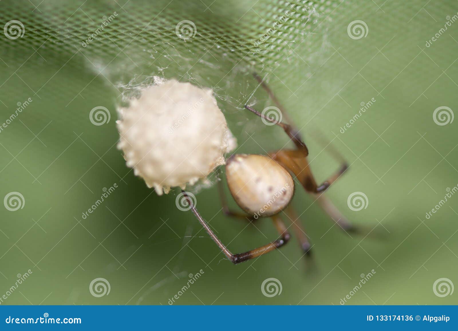 Black Widow Spider with Egg Sac & Babies (c).jpg